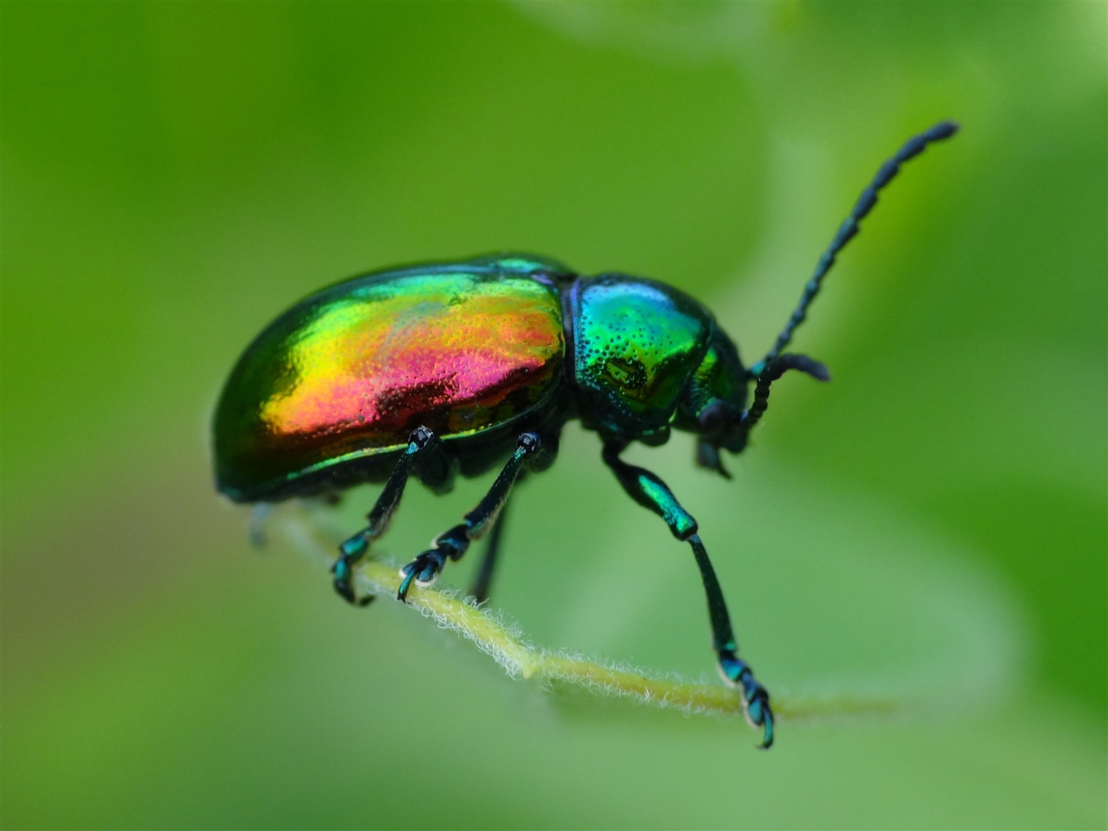 Dogbane Leaf Beetle: kjkw: Galleries: Digital Photography Review ...