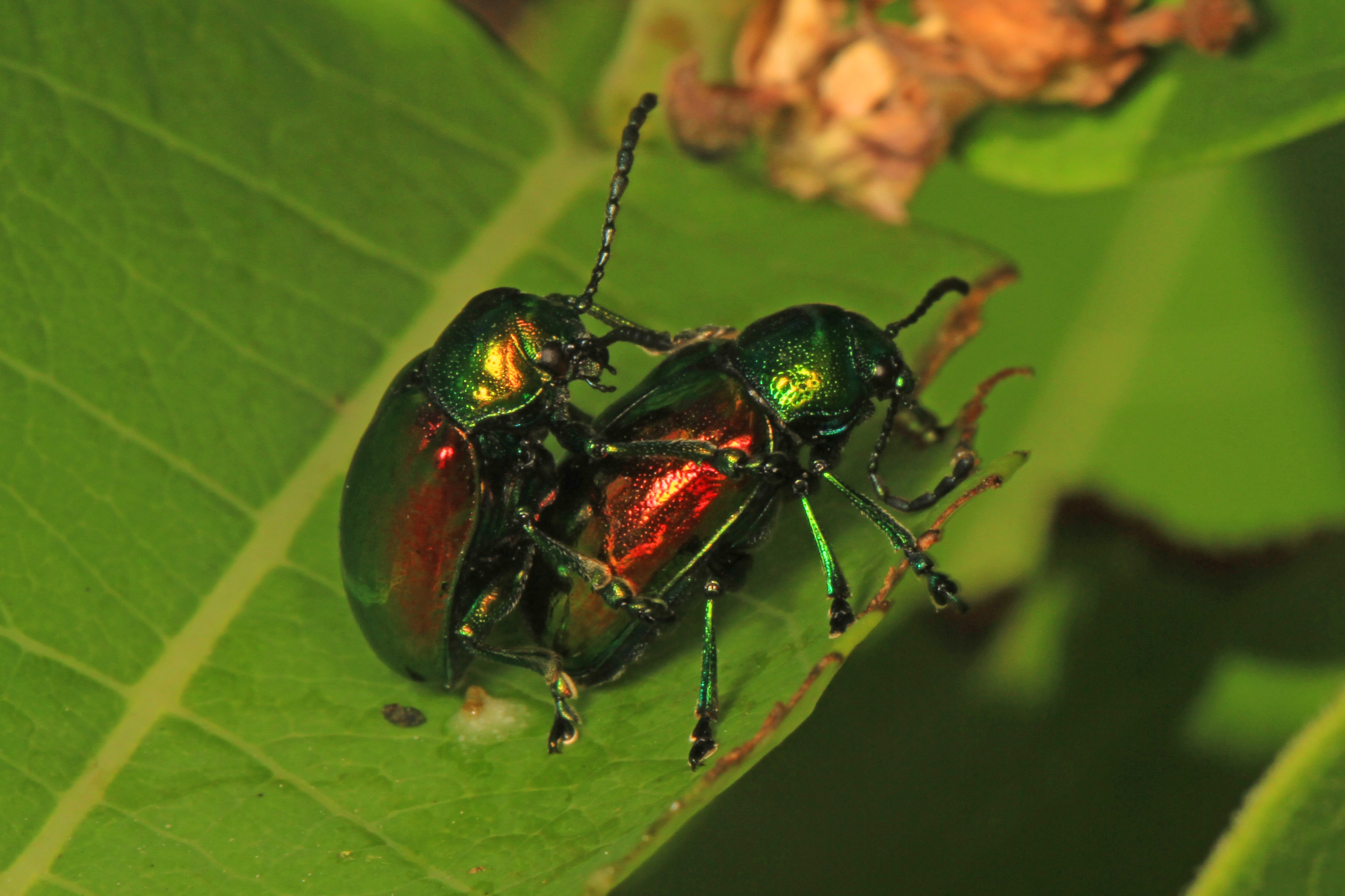 File:Dogbane Beetle - Chrysochus auratus, Eastern Neck National ...
