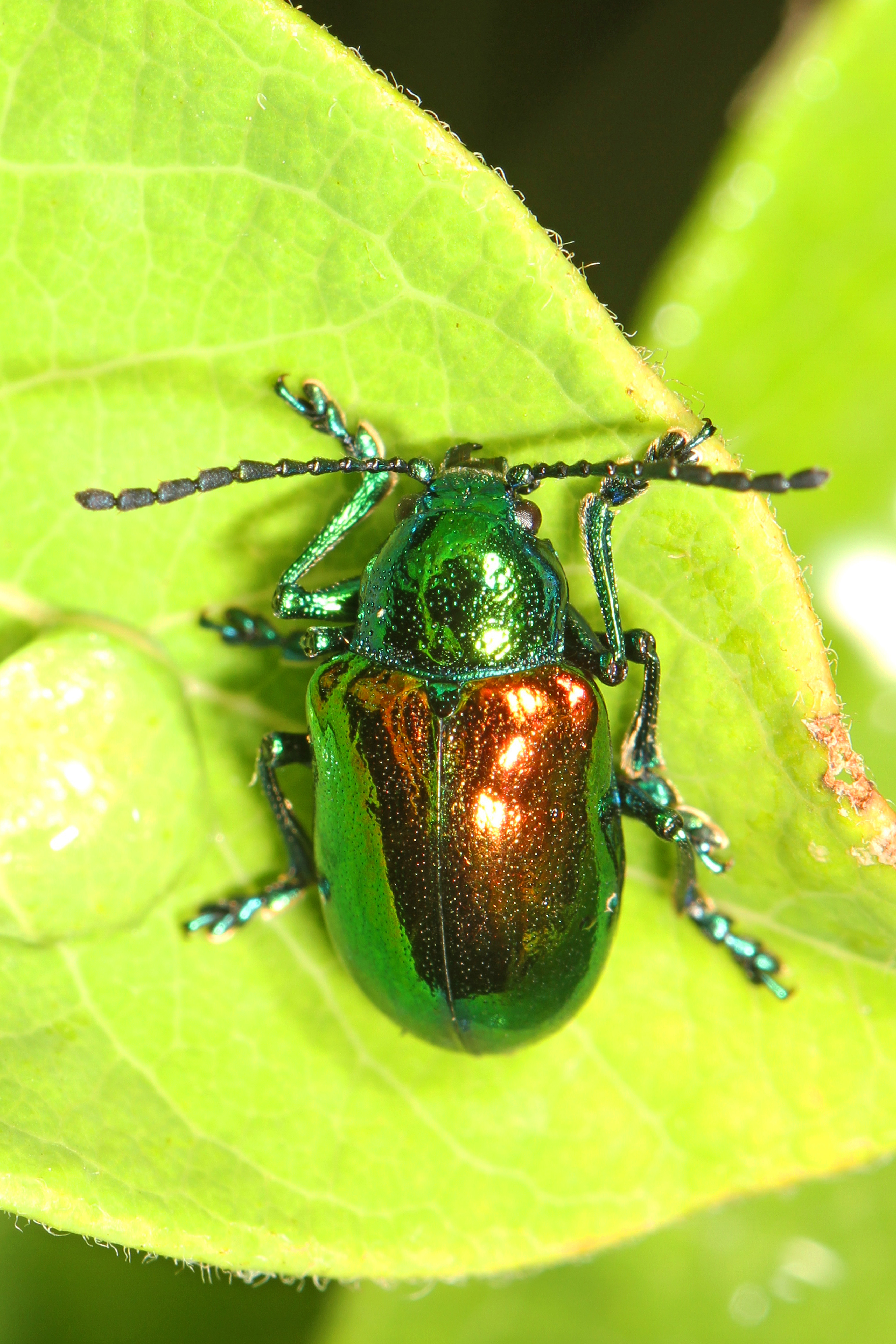 File:Dogbane Beetle - Chrysochus auratus, Meadowood Farm SRMA, Mason ...