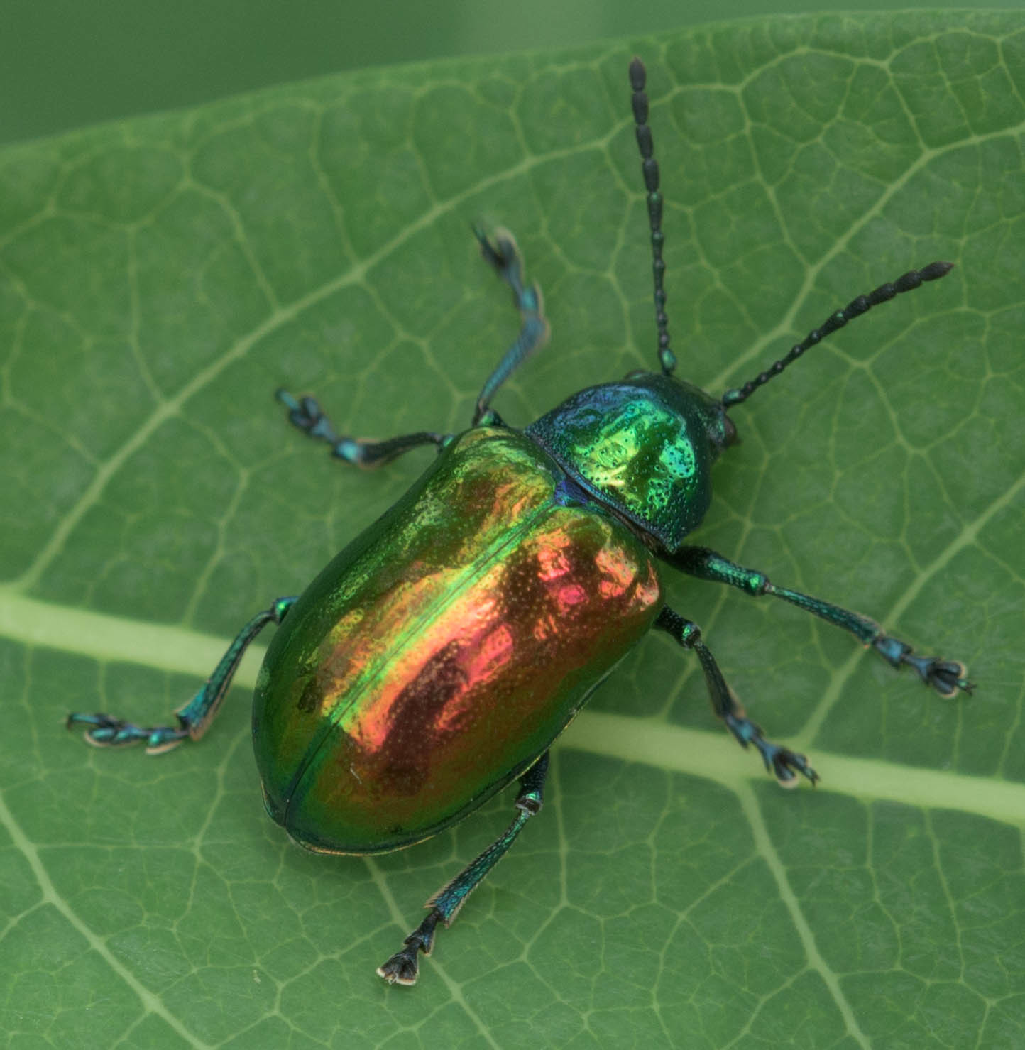Dogbane Leaf Beetle (Chrysochus auratus) · iNaturalist.org
