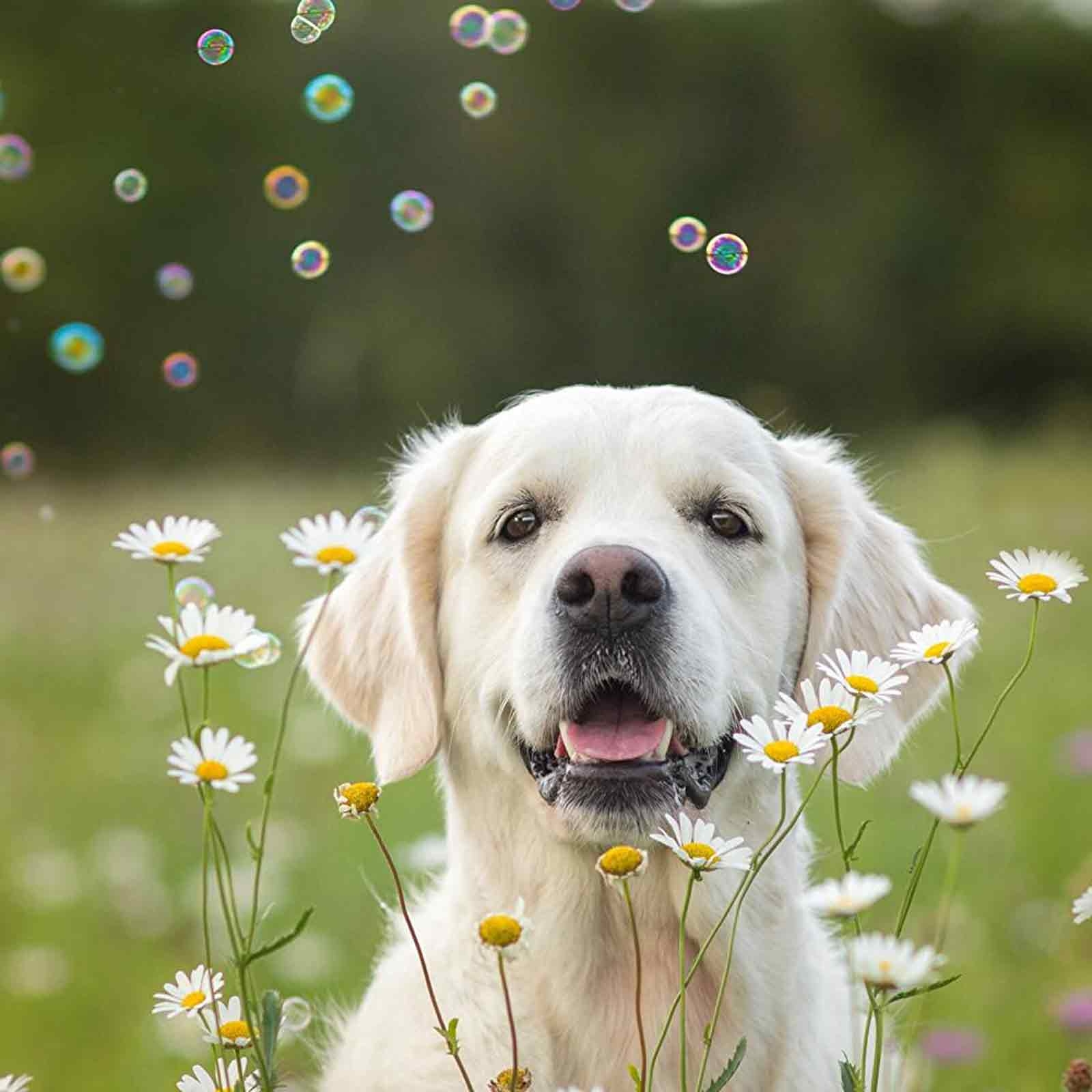 Doggy Incredibubbles | Dog Friendly Bubbles