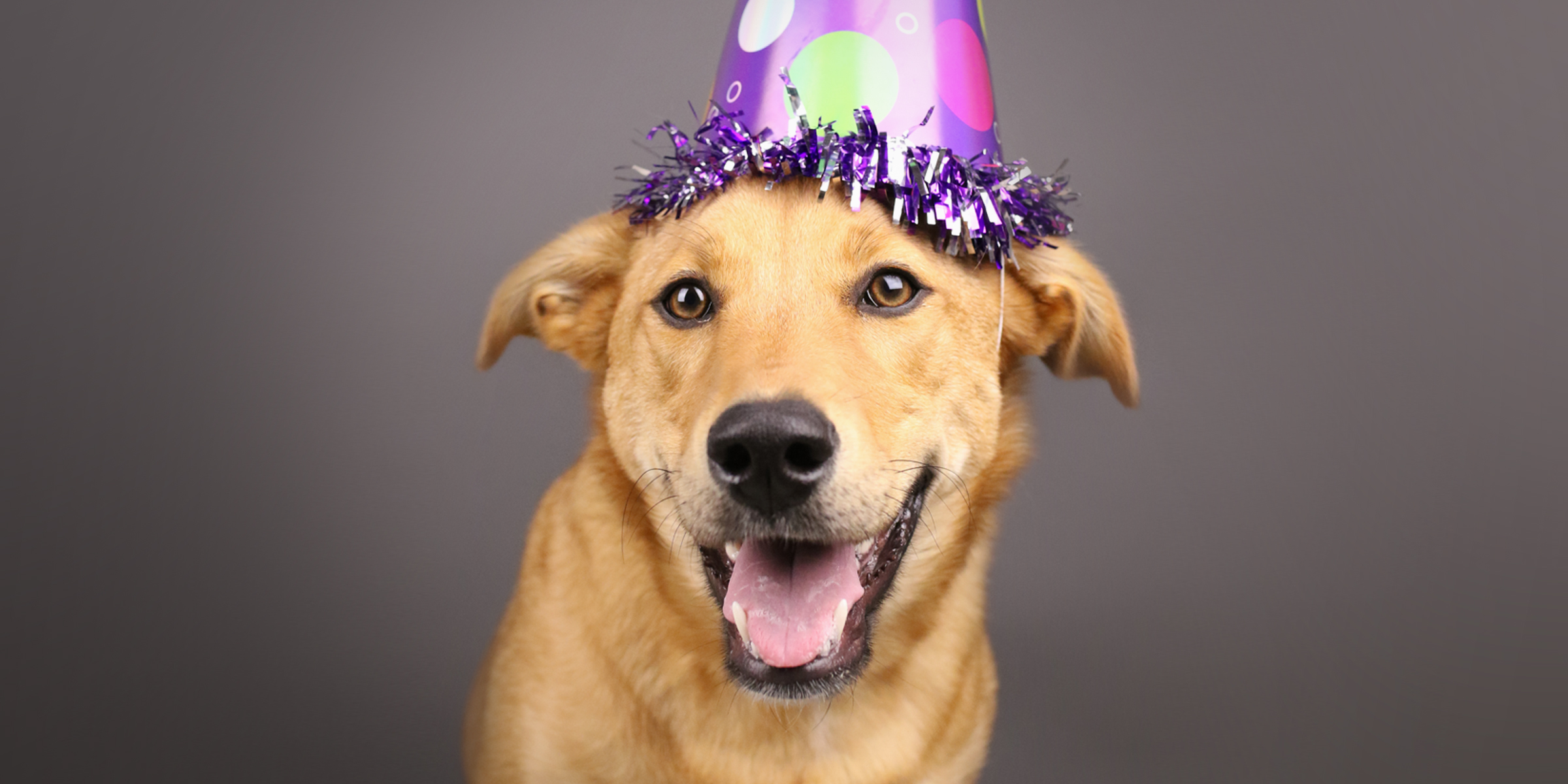 Doggy Birthday Photo Shoot Party | AGoldPhoto Pet Photography