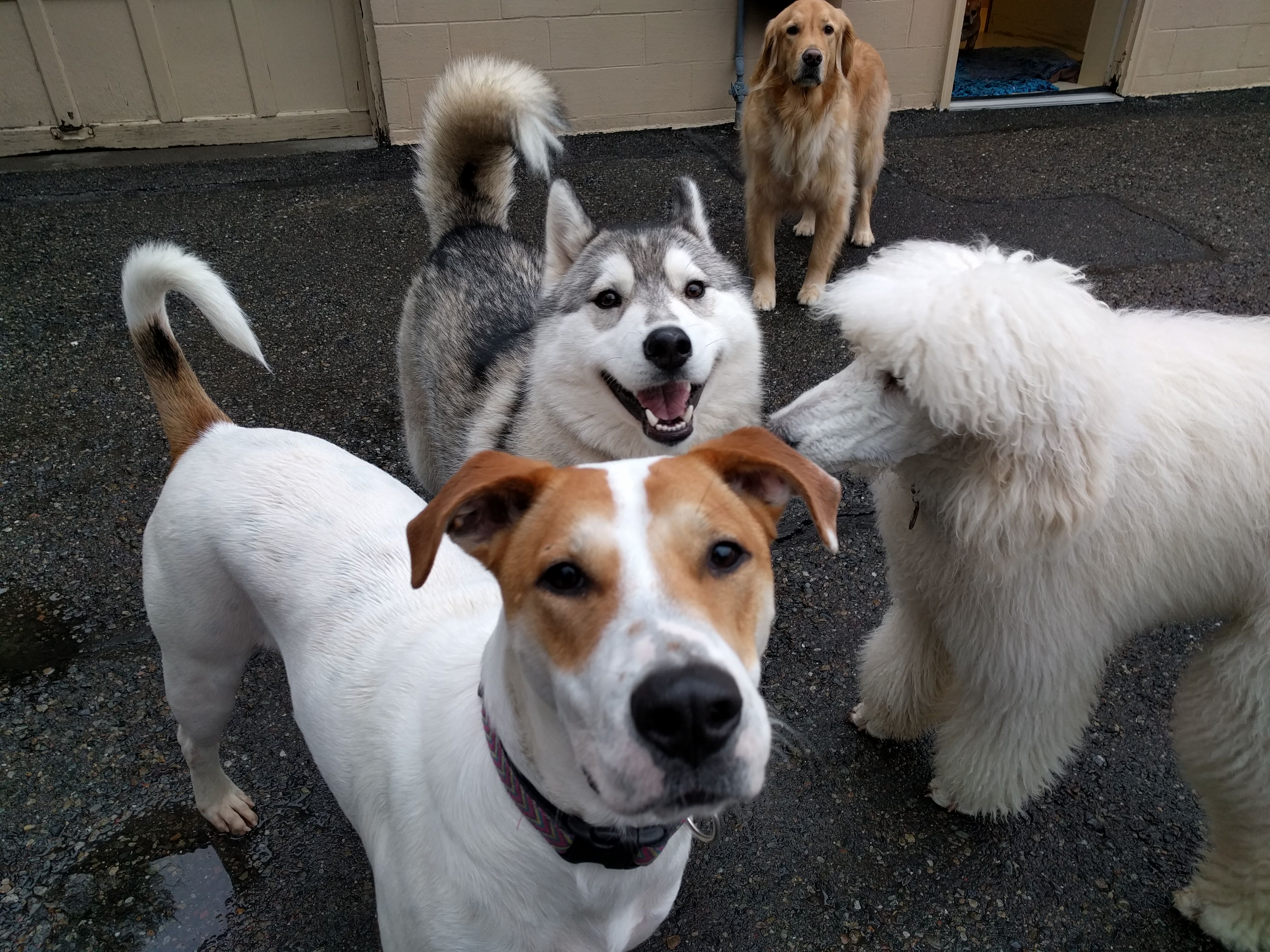 I work at a Doggy Daycare. More work pictures! - Album on Imgur