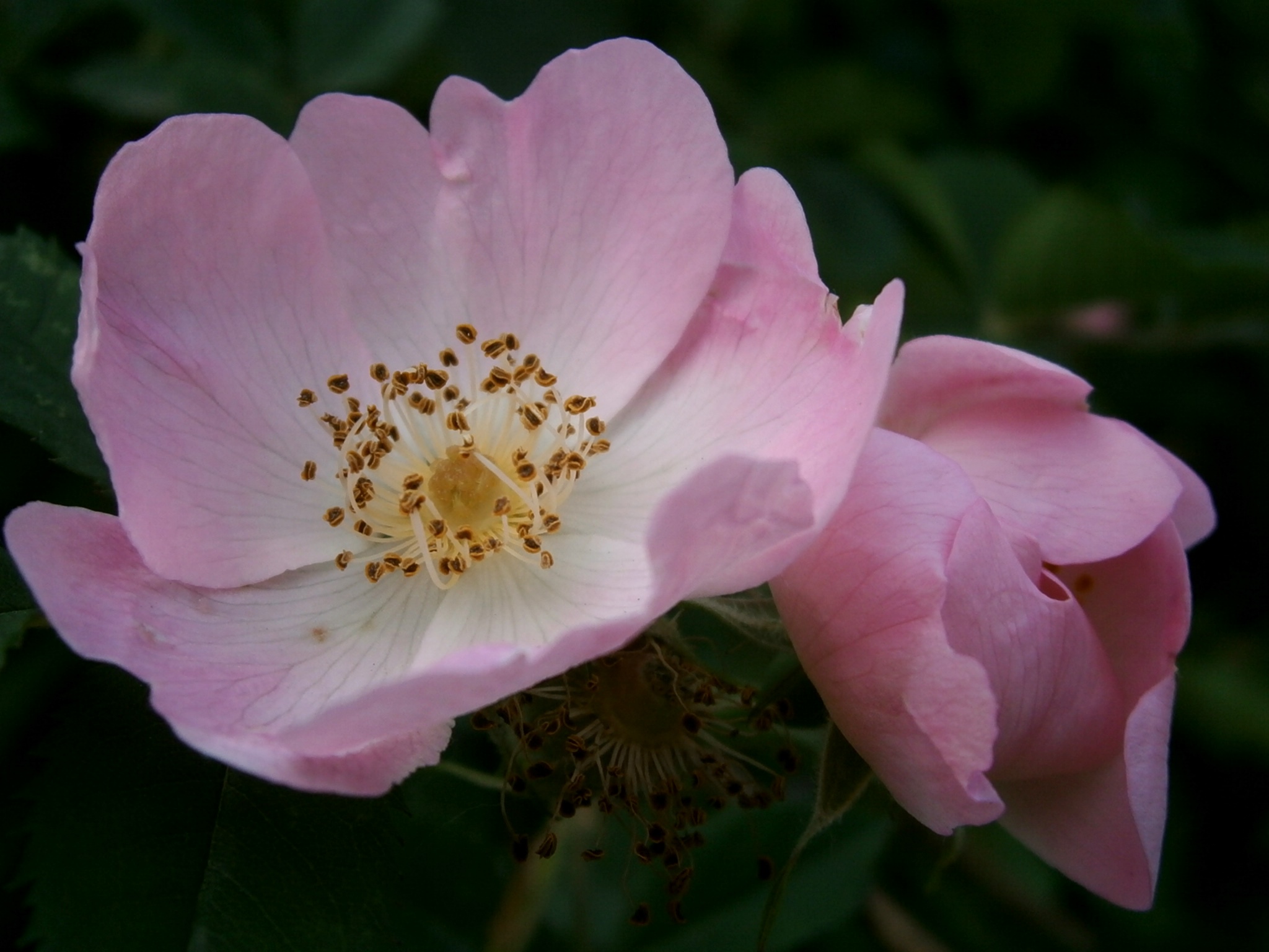 File:Dog Rose closeup.JPG - Wikimedia Commons