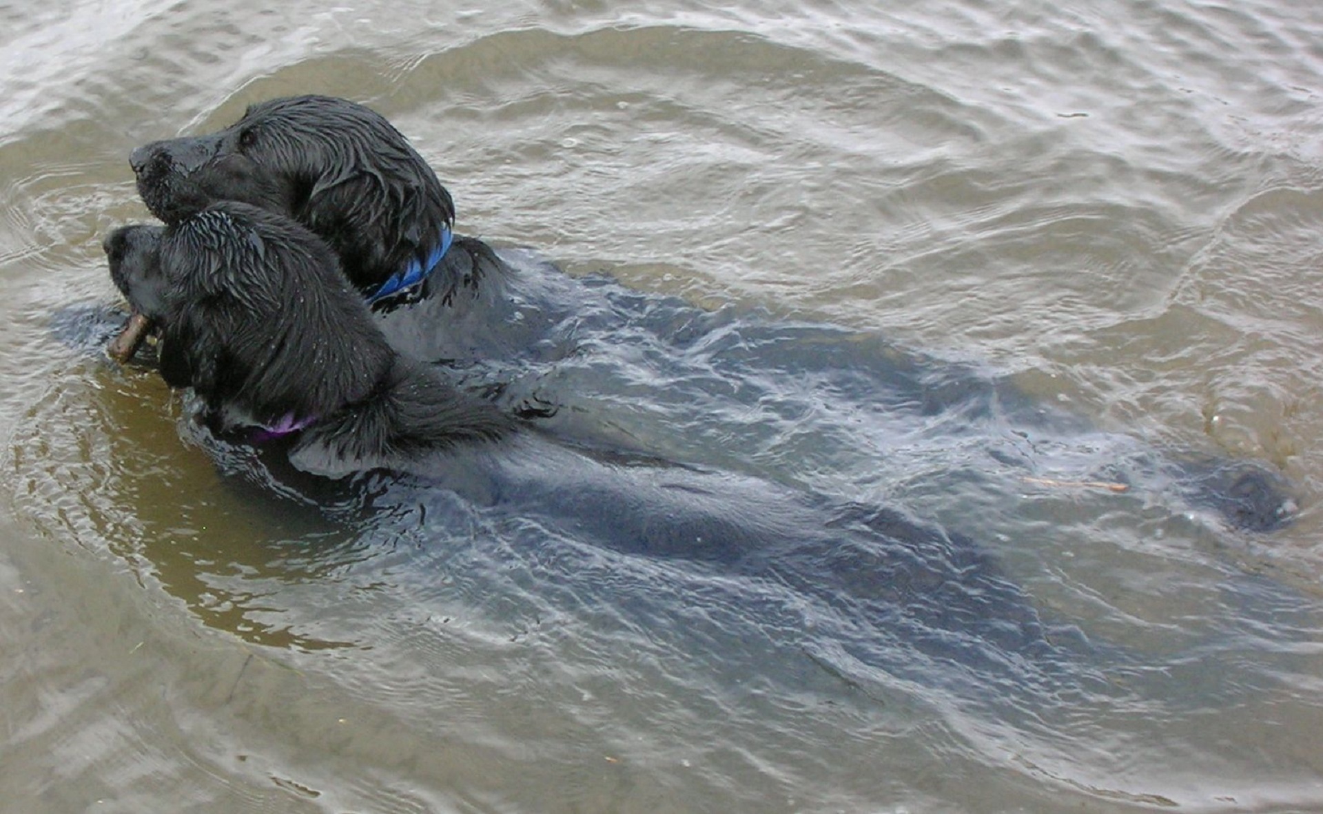Dogs in the water photo