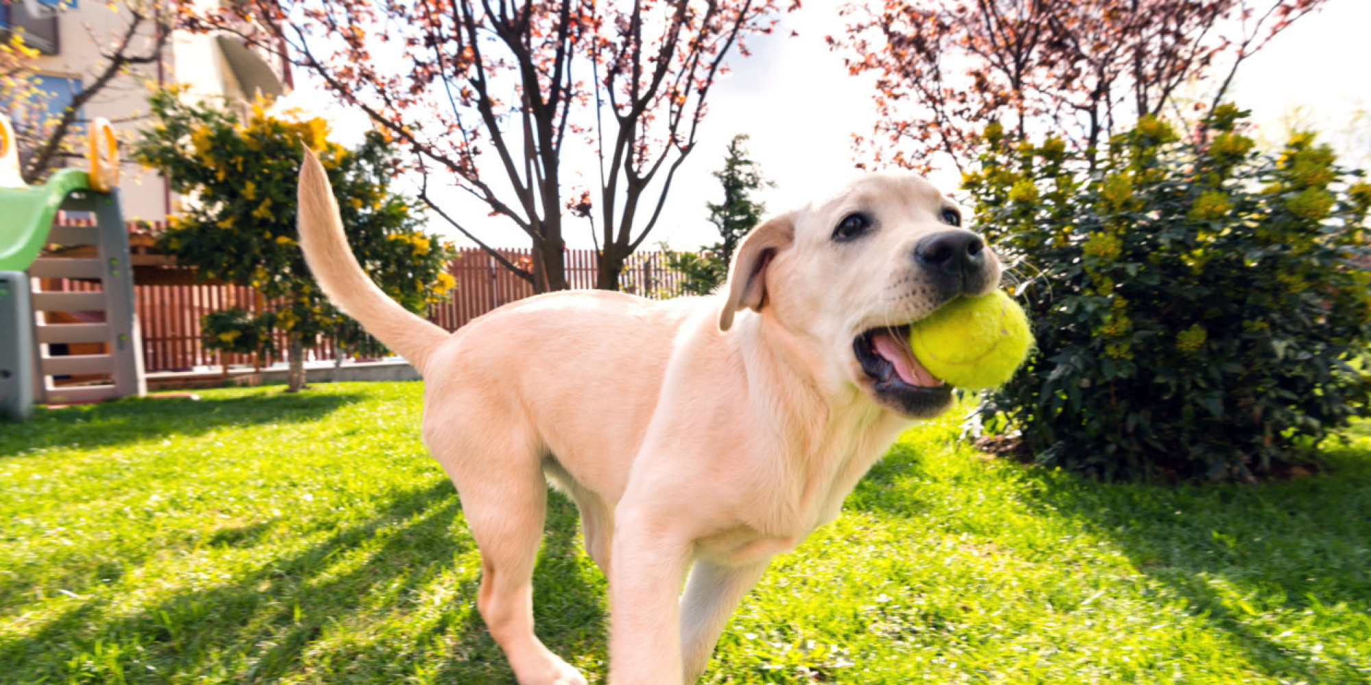 How and Why Dogs Play Revisited: Who's Confused? | HuffPost
