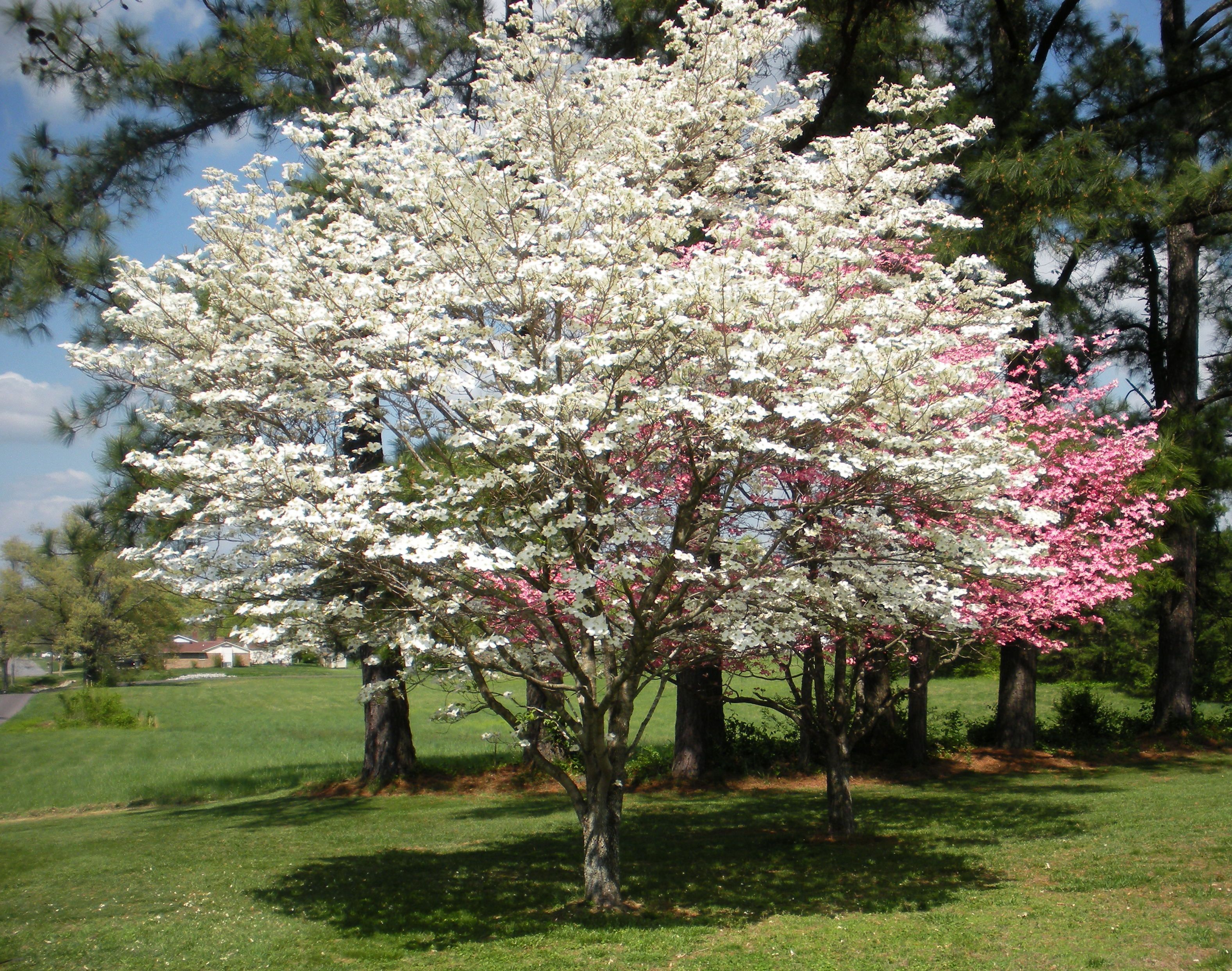 Dogwood Trees in bloom | Trees are our Friends | Pinterest | Dogwood ...