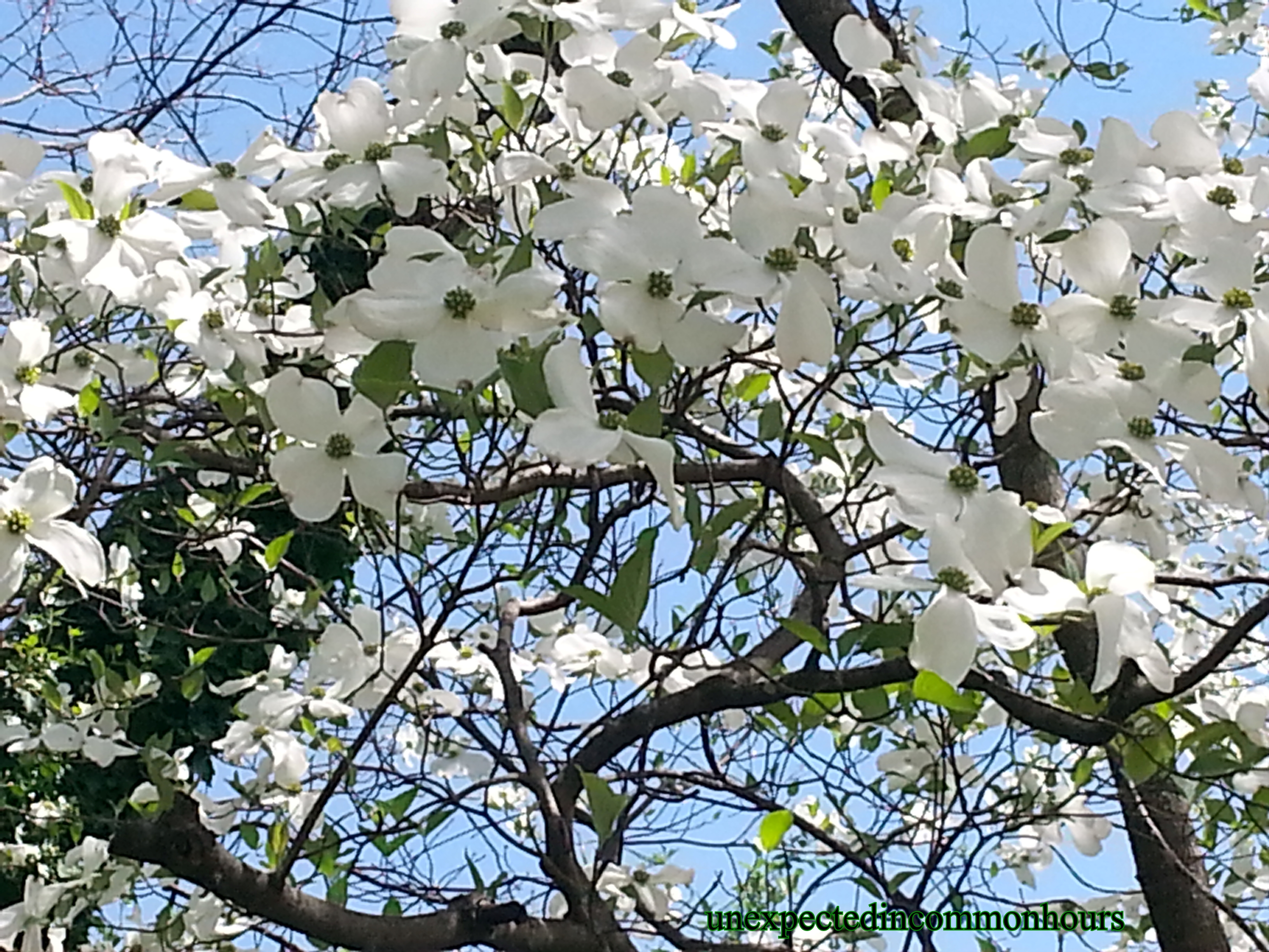 Phoneography: Dogwood in Bloom – Unexpected in common hours