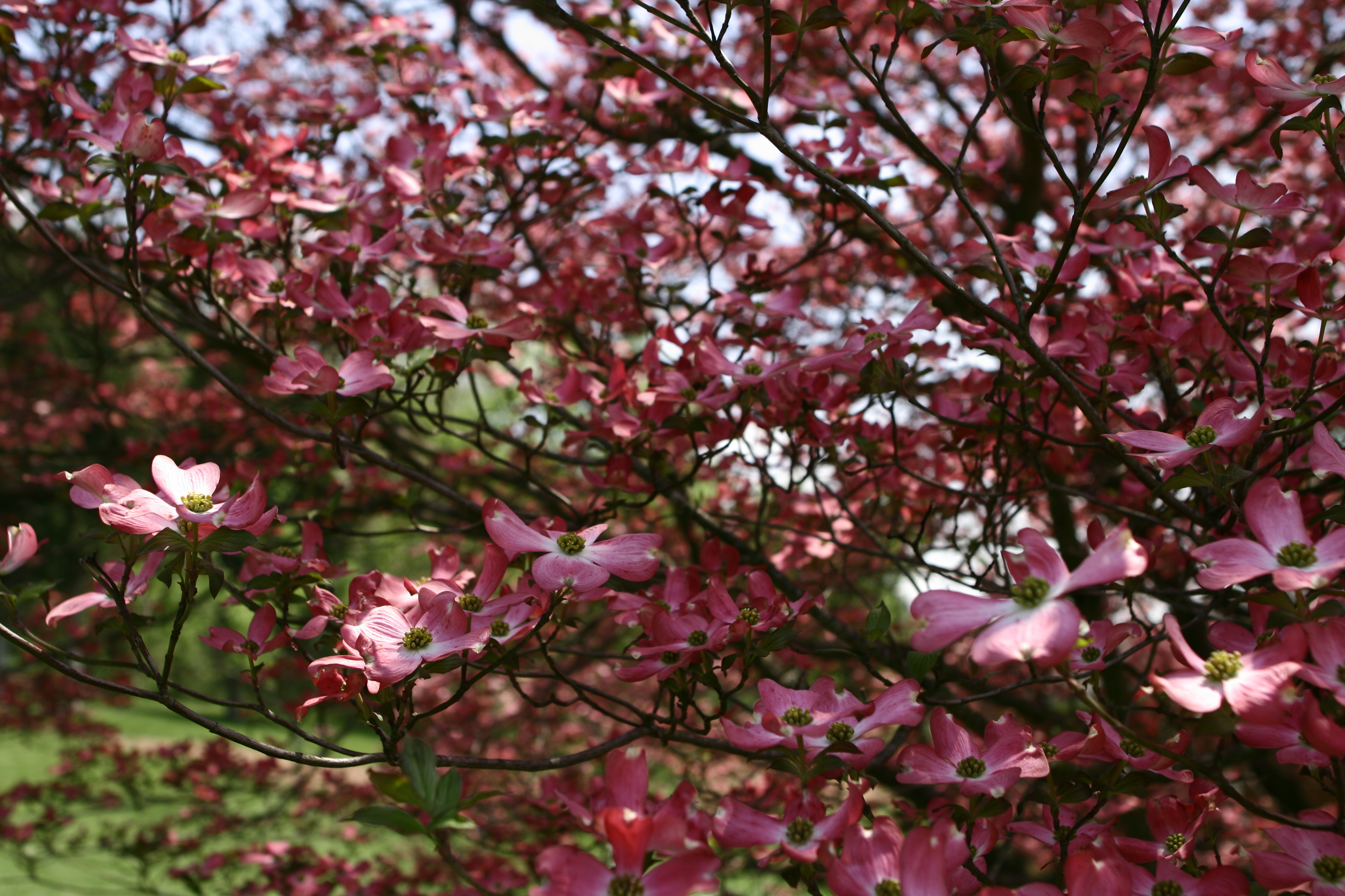 Dogwood Tree Pink Bloom | Trees| Free Nature Pictures by ...