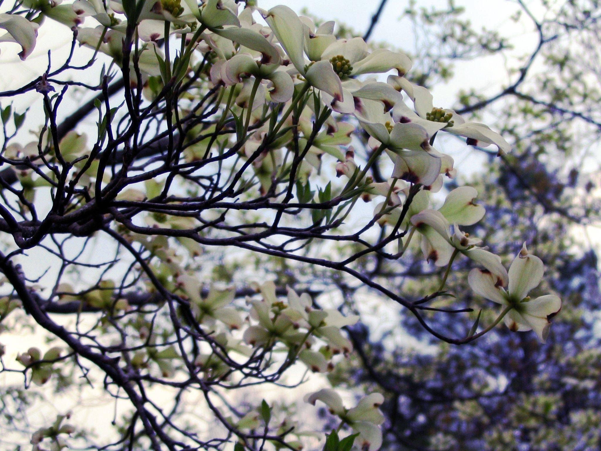 File:Dogwood tree in bloom.jpg - Wikimedia Commons