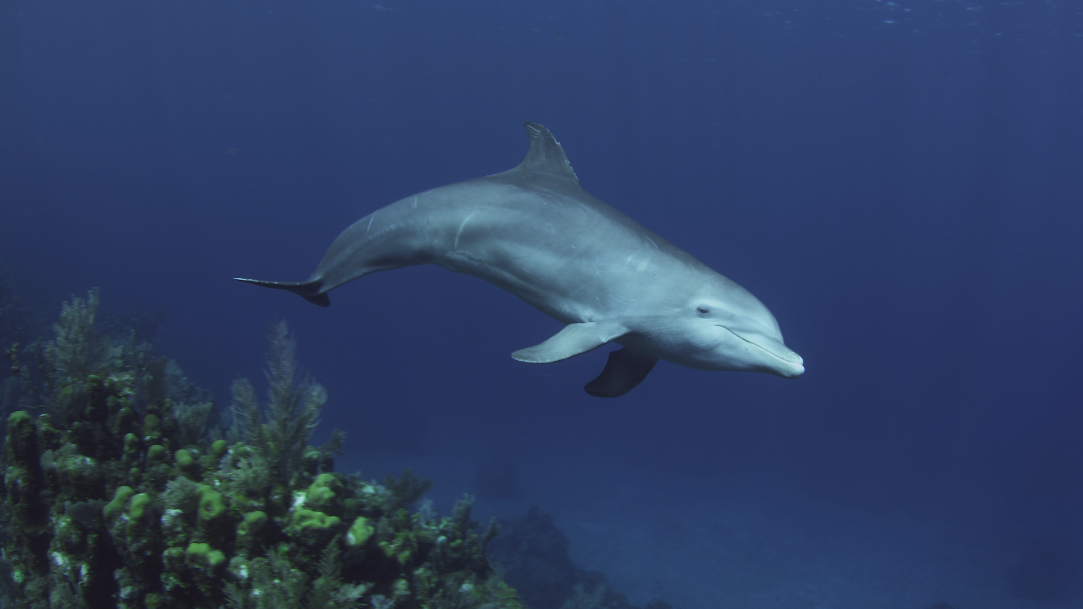 Dolphins: Spy in the Pod | About | Nature | PBS