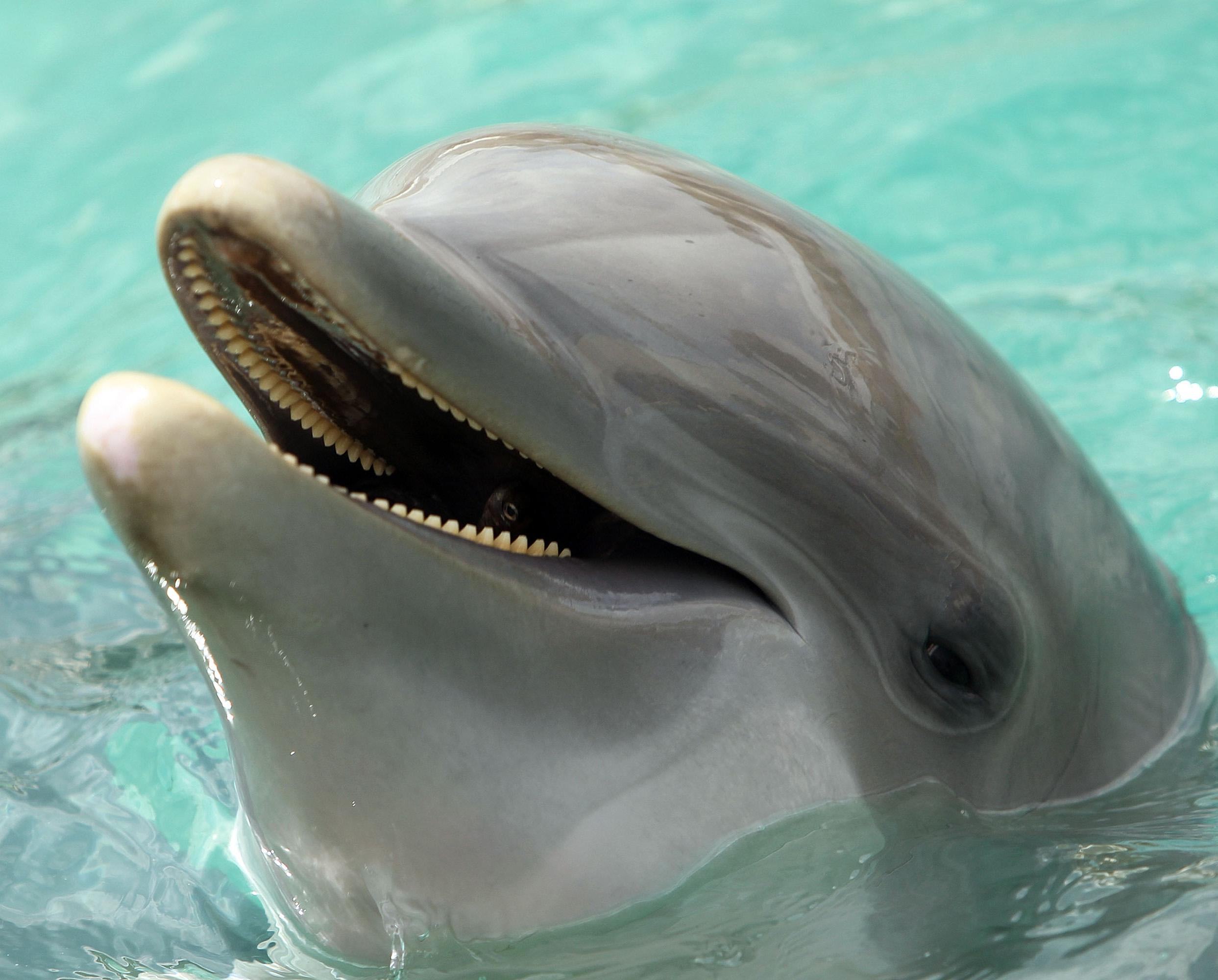 Scientists discover dolphins 'can speak almost like humans' | The ...