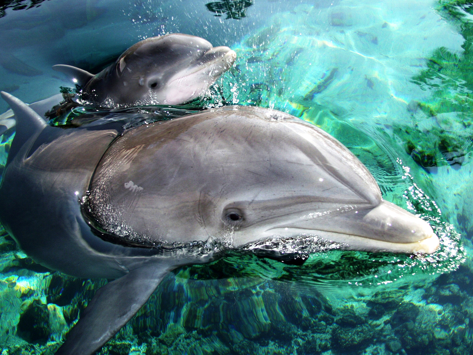 Baby Dolphins | Dolphin Quest