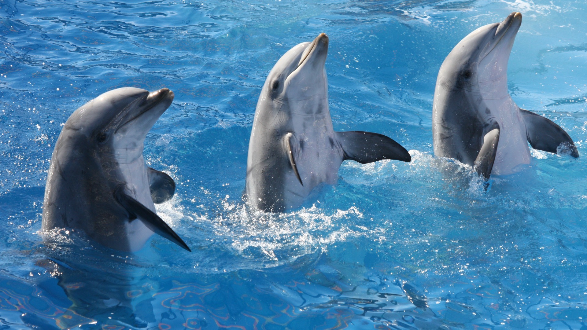 Красивые дельфины