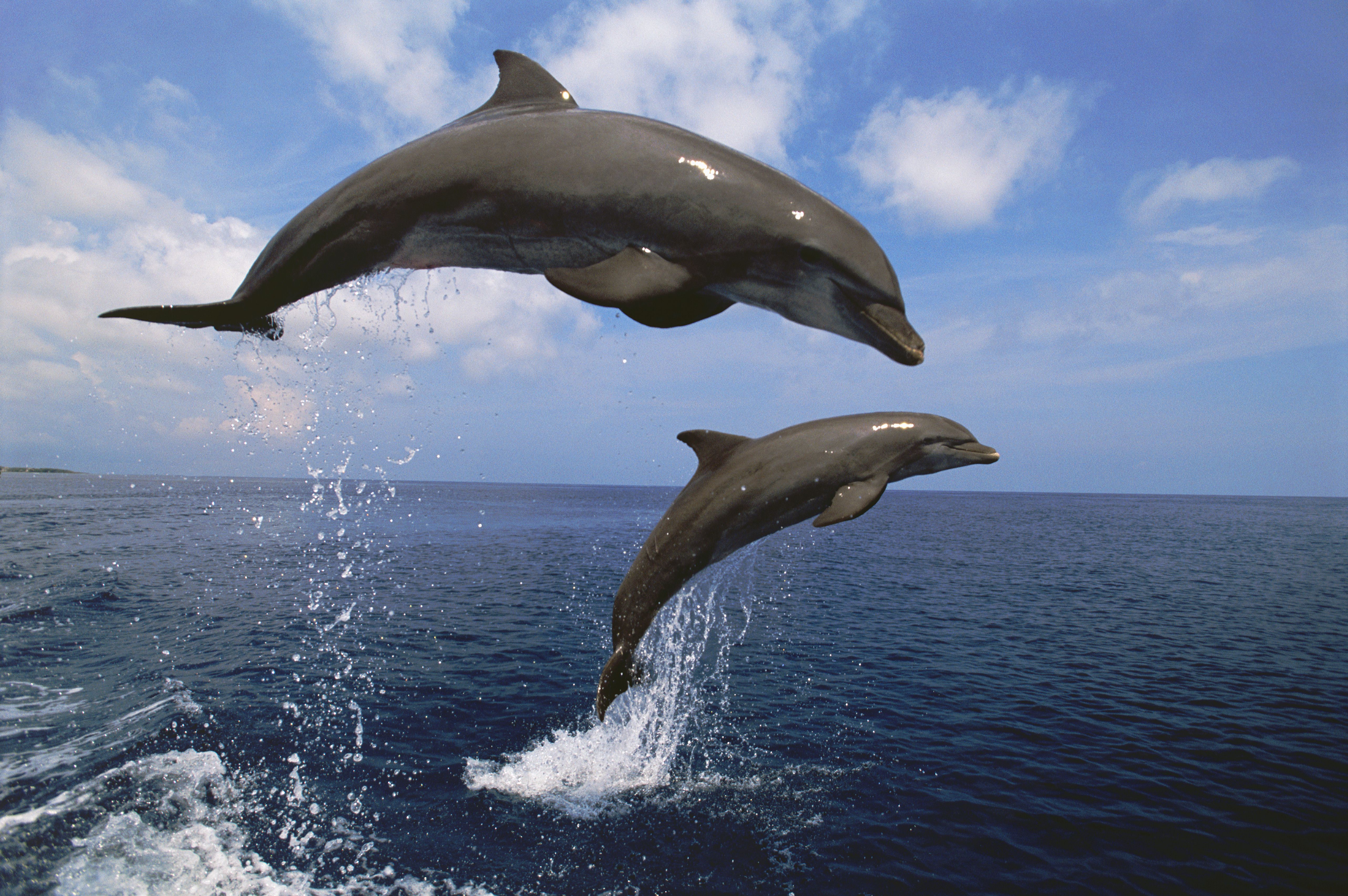 Dolphin Printables