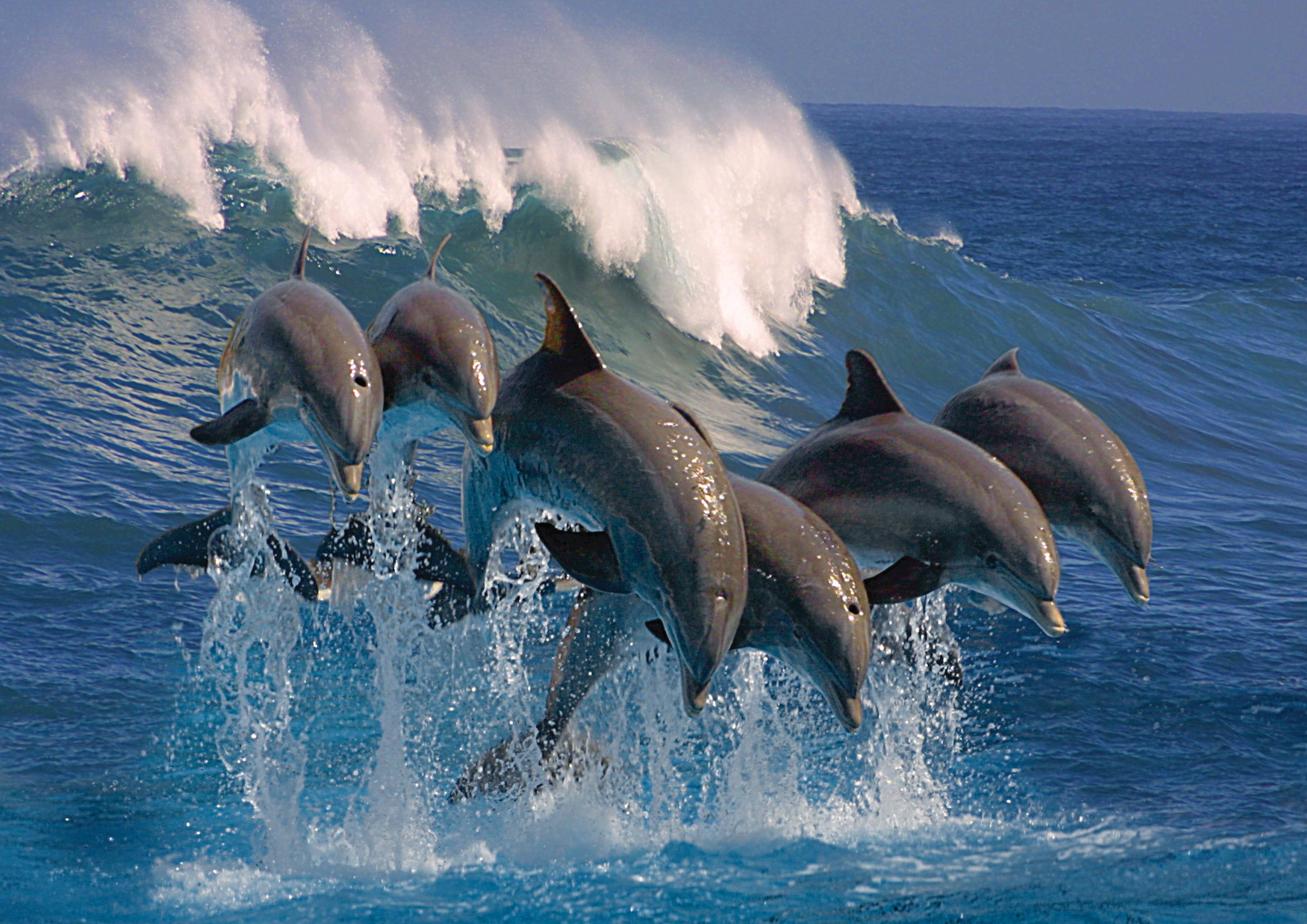 Dolphins – the Smartest Animals on Earth | AnimalAnswers.co.uk ...