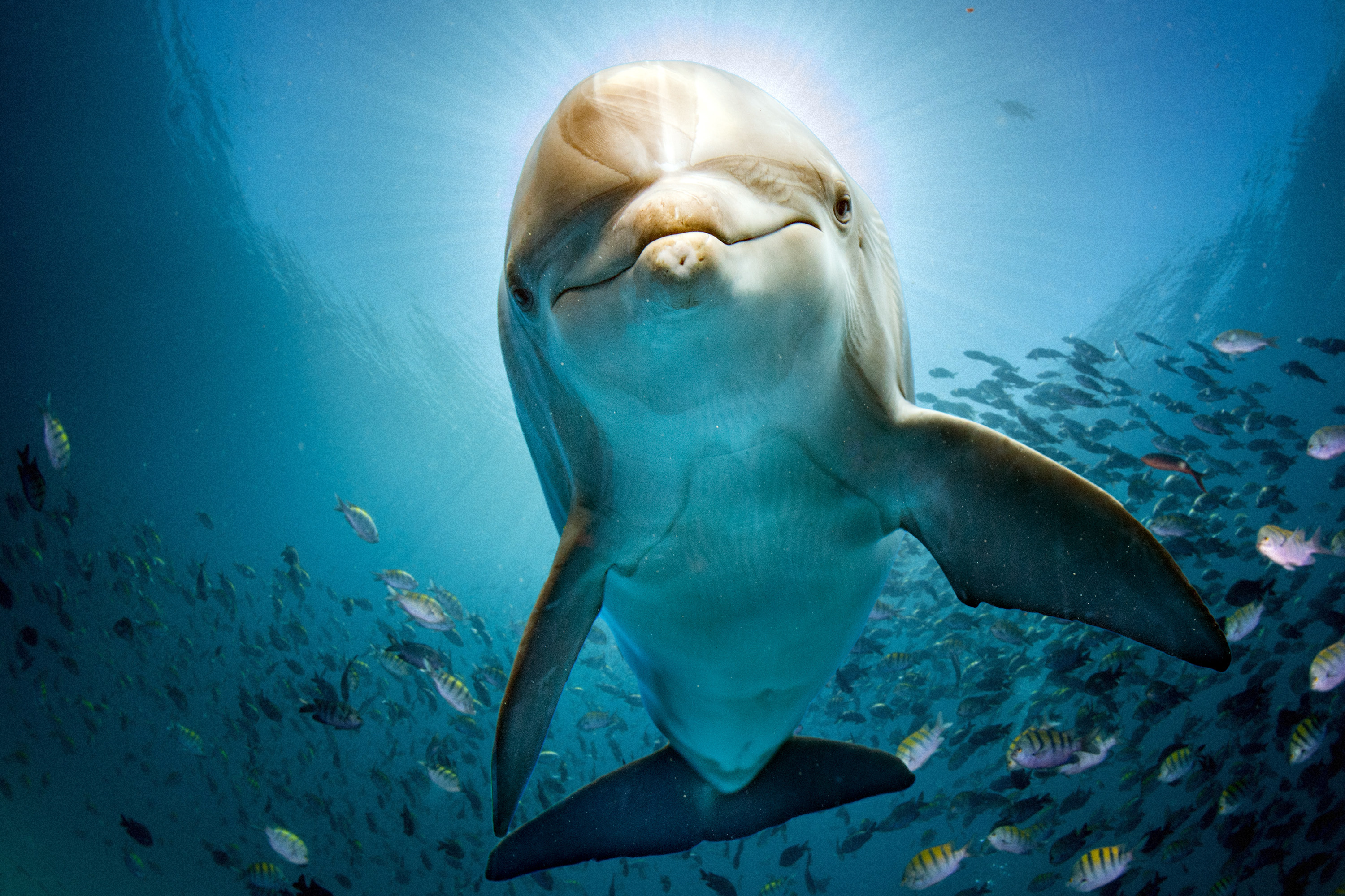 Amazing Breakthrough in Human and Dolphin Communication – DeeperBlue.com