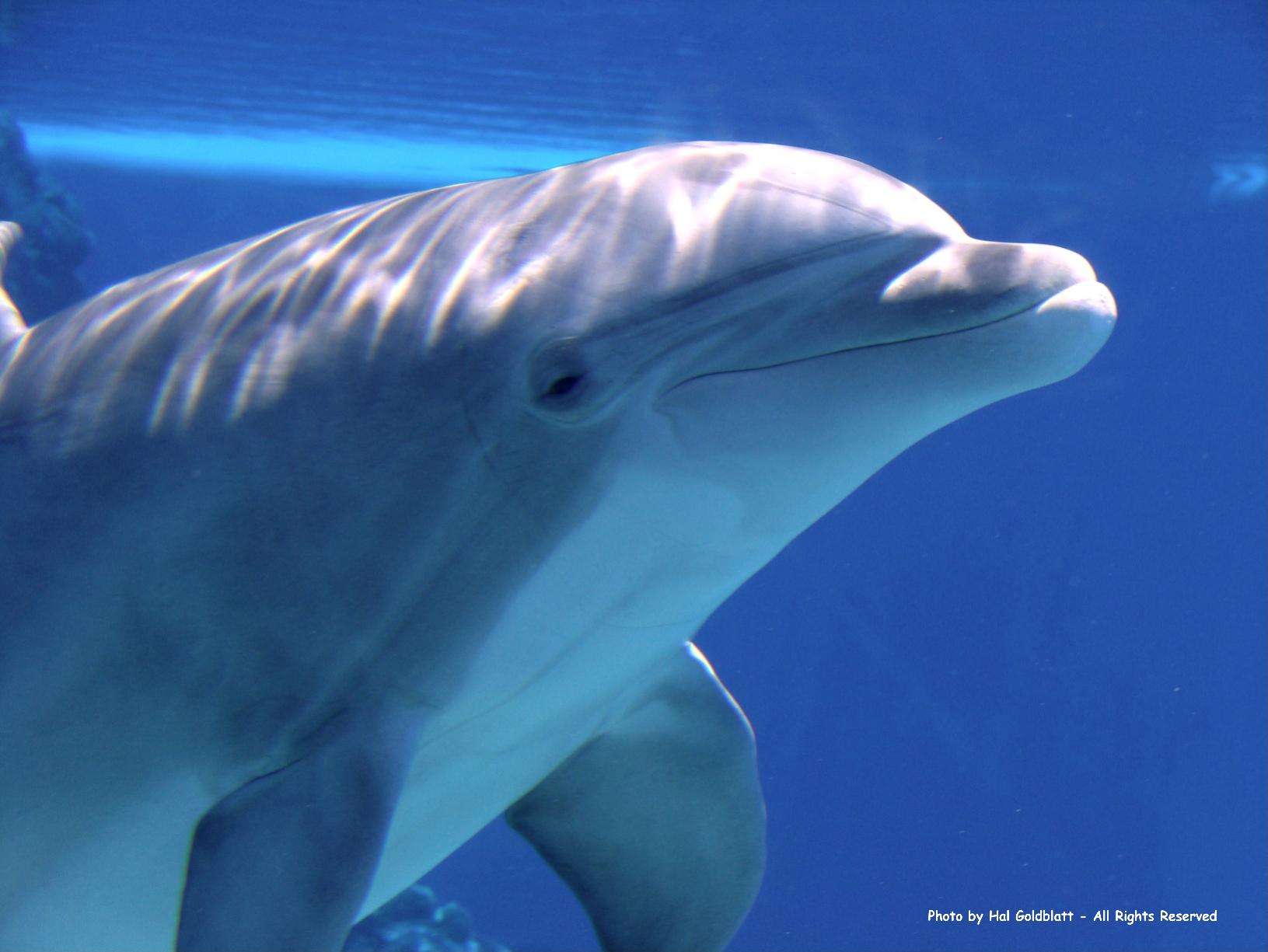 Dolphin Closeup