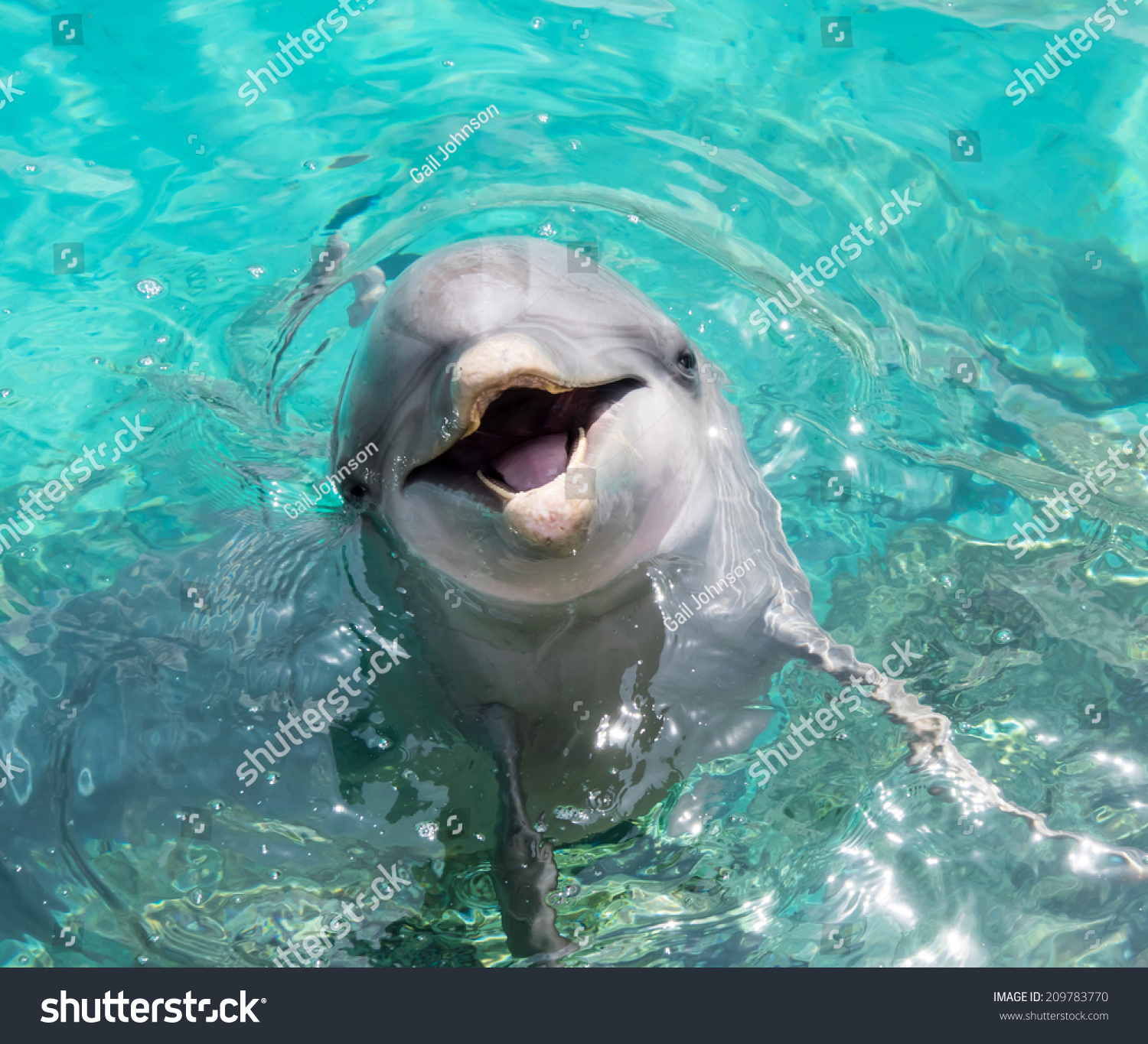 Dolphin Close Ups Stock Photo 209783770 - Shutterstock