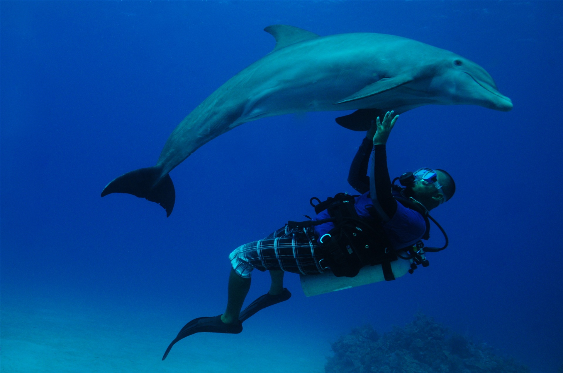 Dolphin dive photo