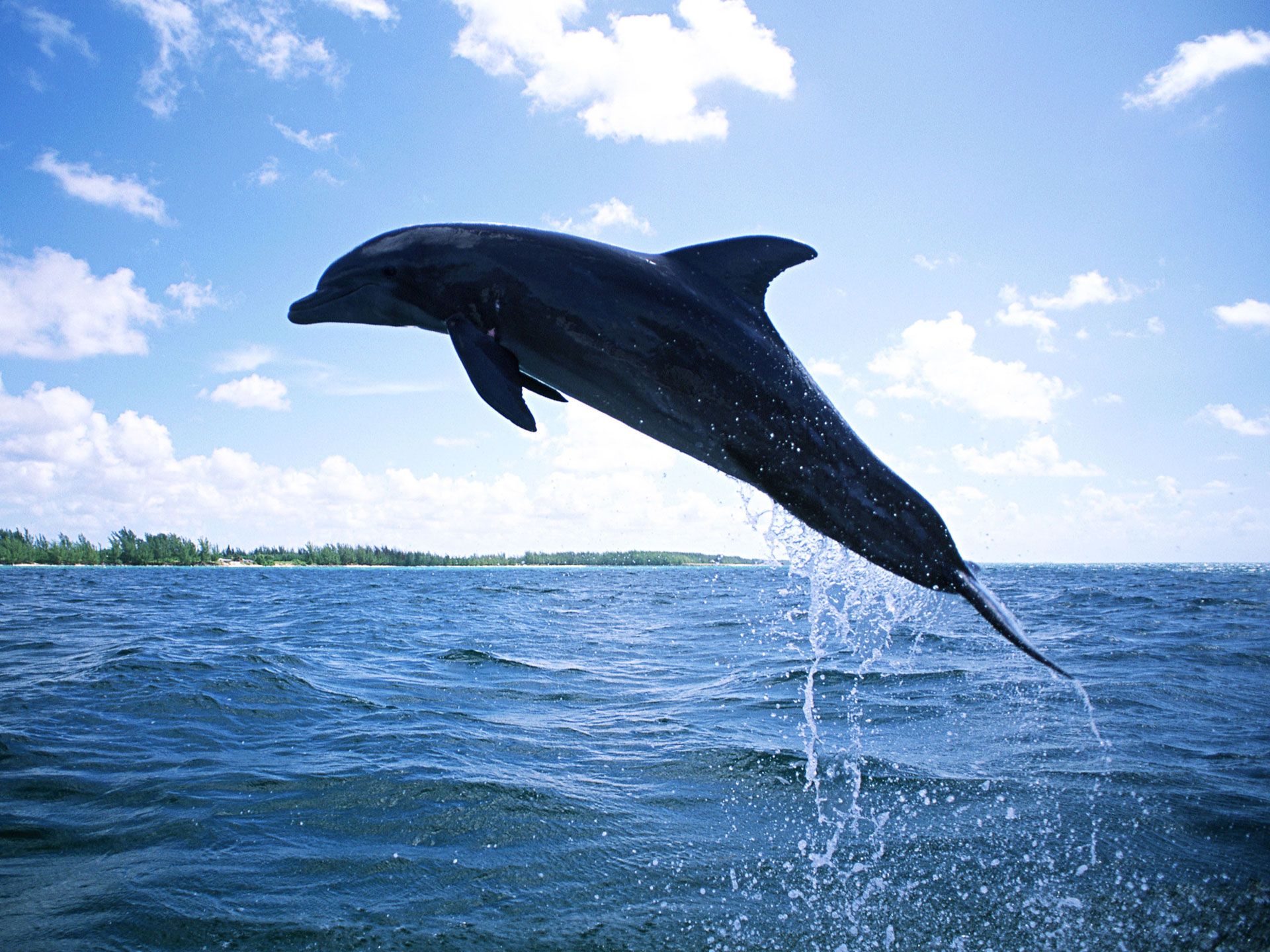 Dolphin Diving Wallpaper - http://www.56pic.com/animals-birds ...