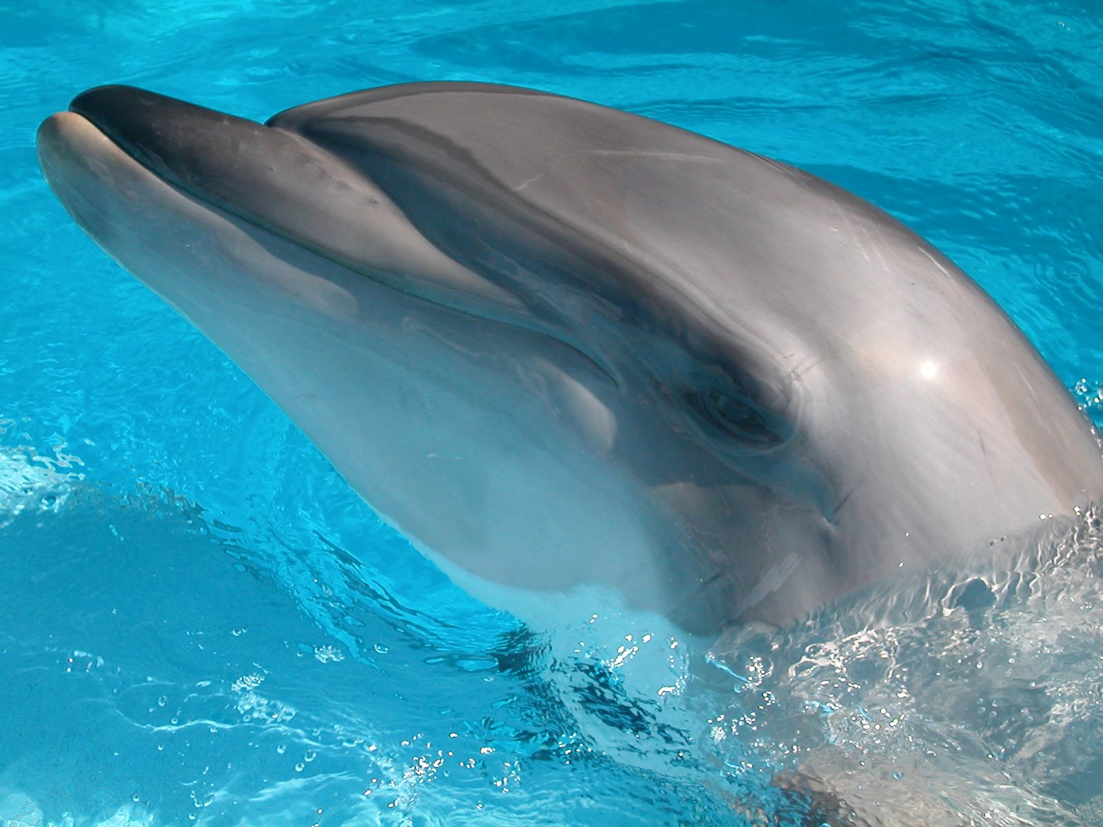The Amazing Bottlenose Dolphin (Ocean Animal Documentary) - YouTube