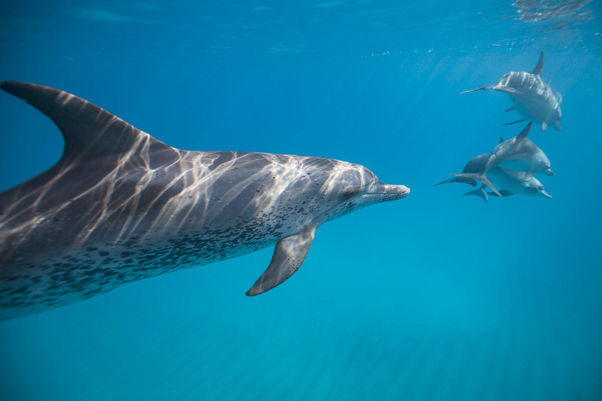 Cool_the_Gang-Dolphins-Bahamas-Cesere.jpg?v=1476334147