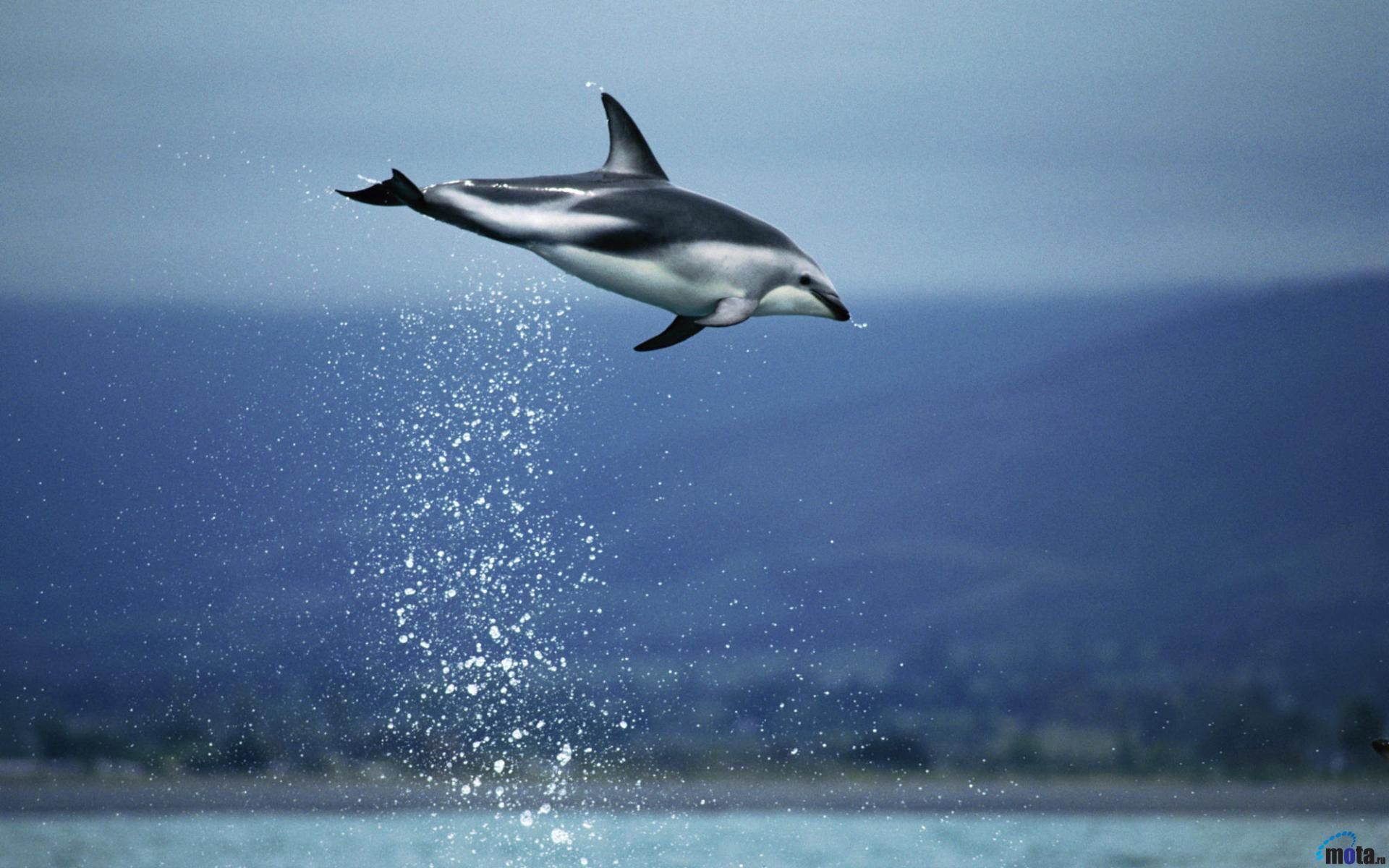 resolution, animated, dolphin, leaping, dusky, zealand | Dolphins ...