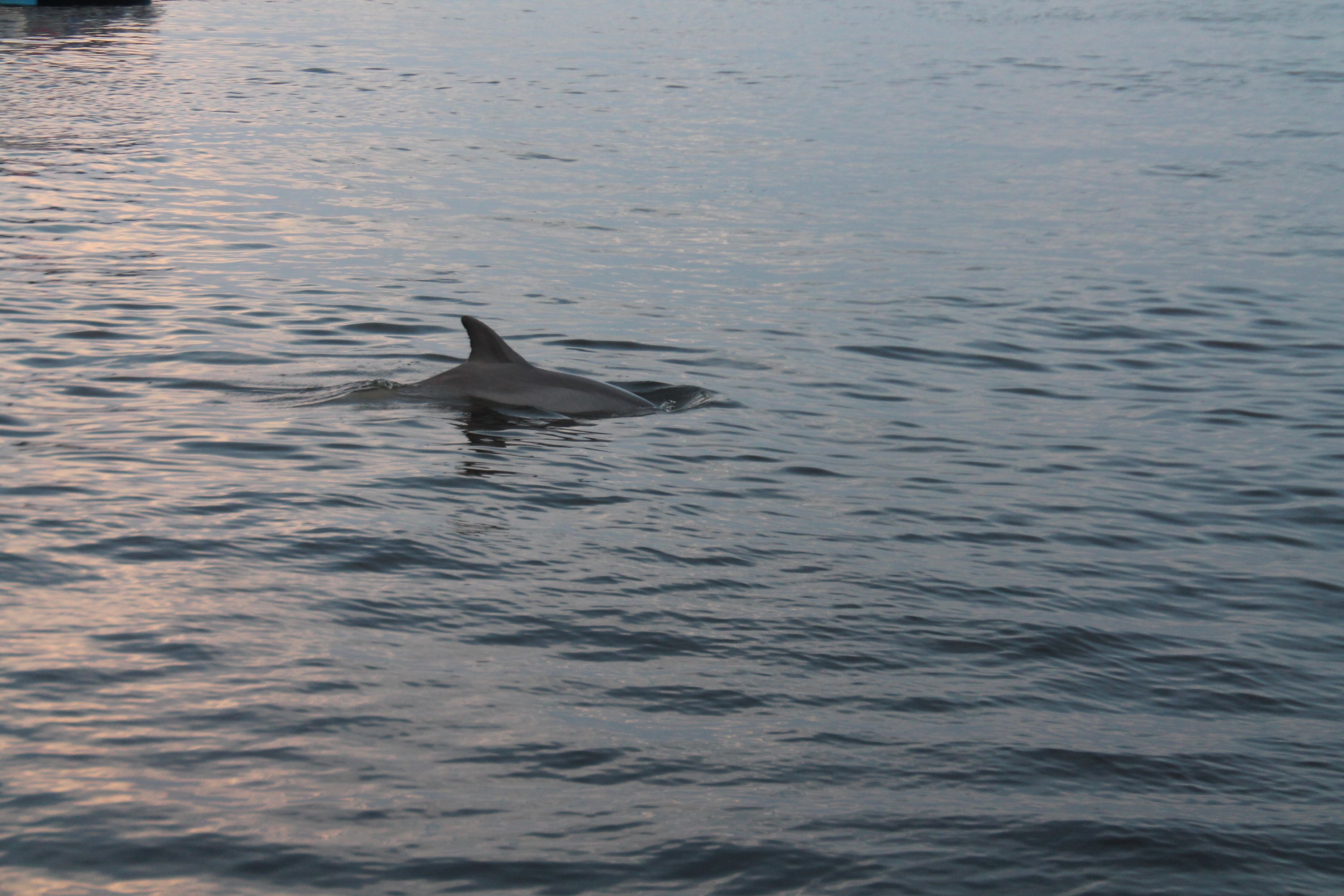 Dolphin love coming close to our boat in Orange Beach AL. Dolphin ...