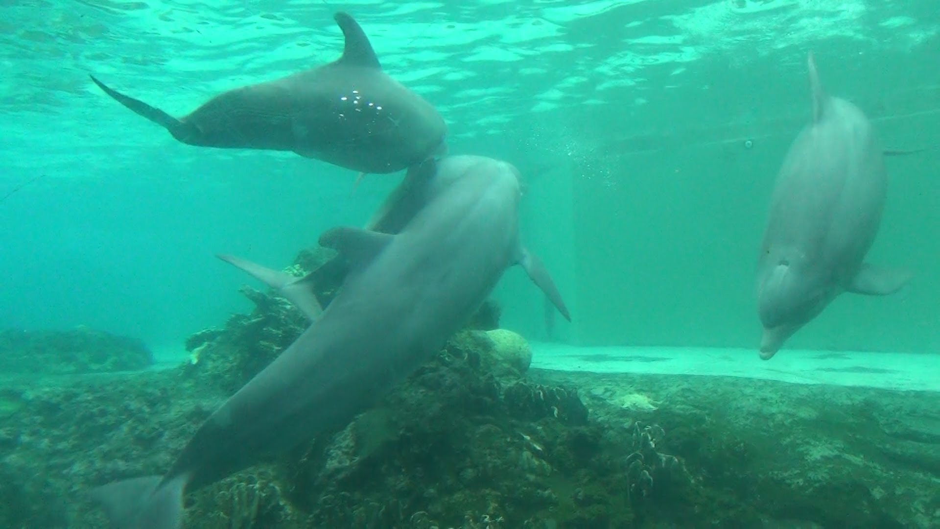 Dolphins Having Fun - Dolphin Orgy @ SeaWorld Orlando - Dolphin ...