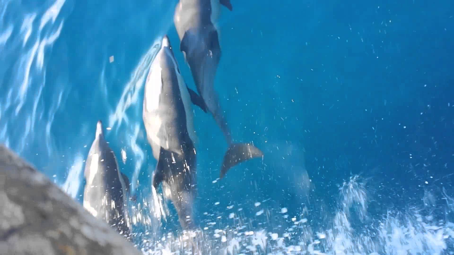 Dolphins Having fun with Boat - YouTube