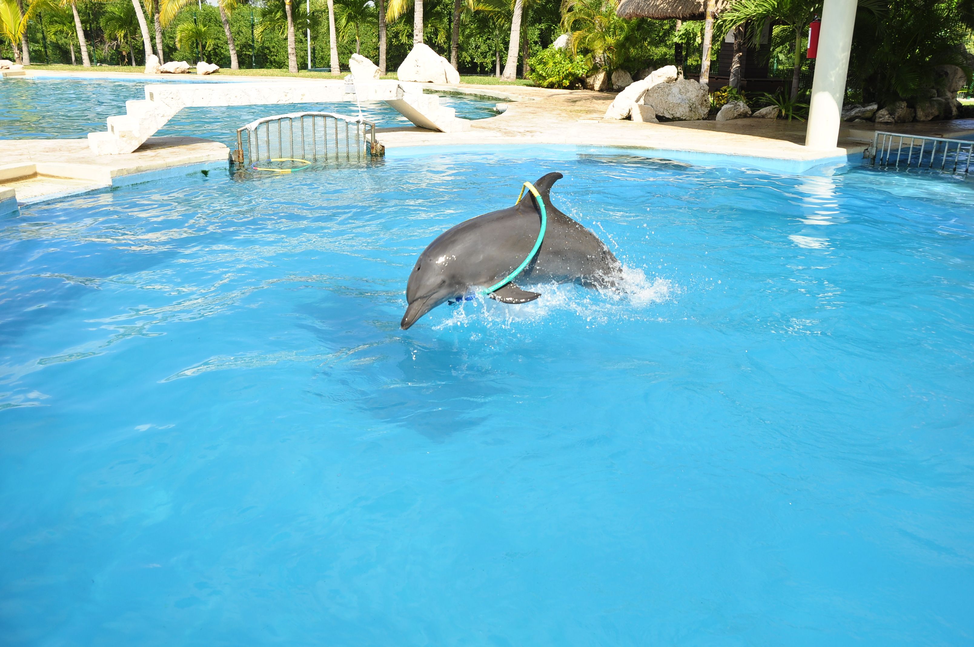 dolphin having fun | Dolphins Playing | Pinterest