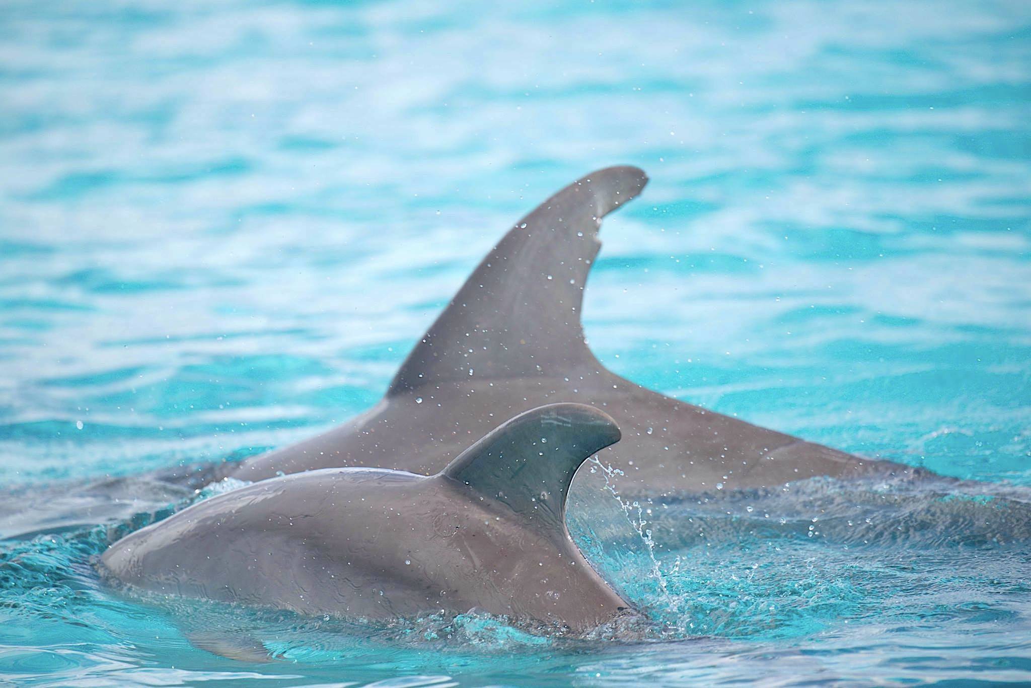 AN 'EXHILARATION' OF ABACO DOLPHINS | ROLLING HARBOUR ABACO