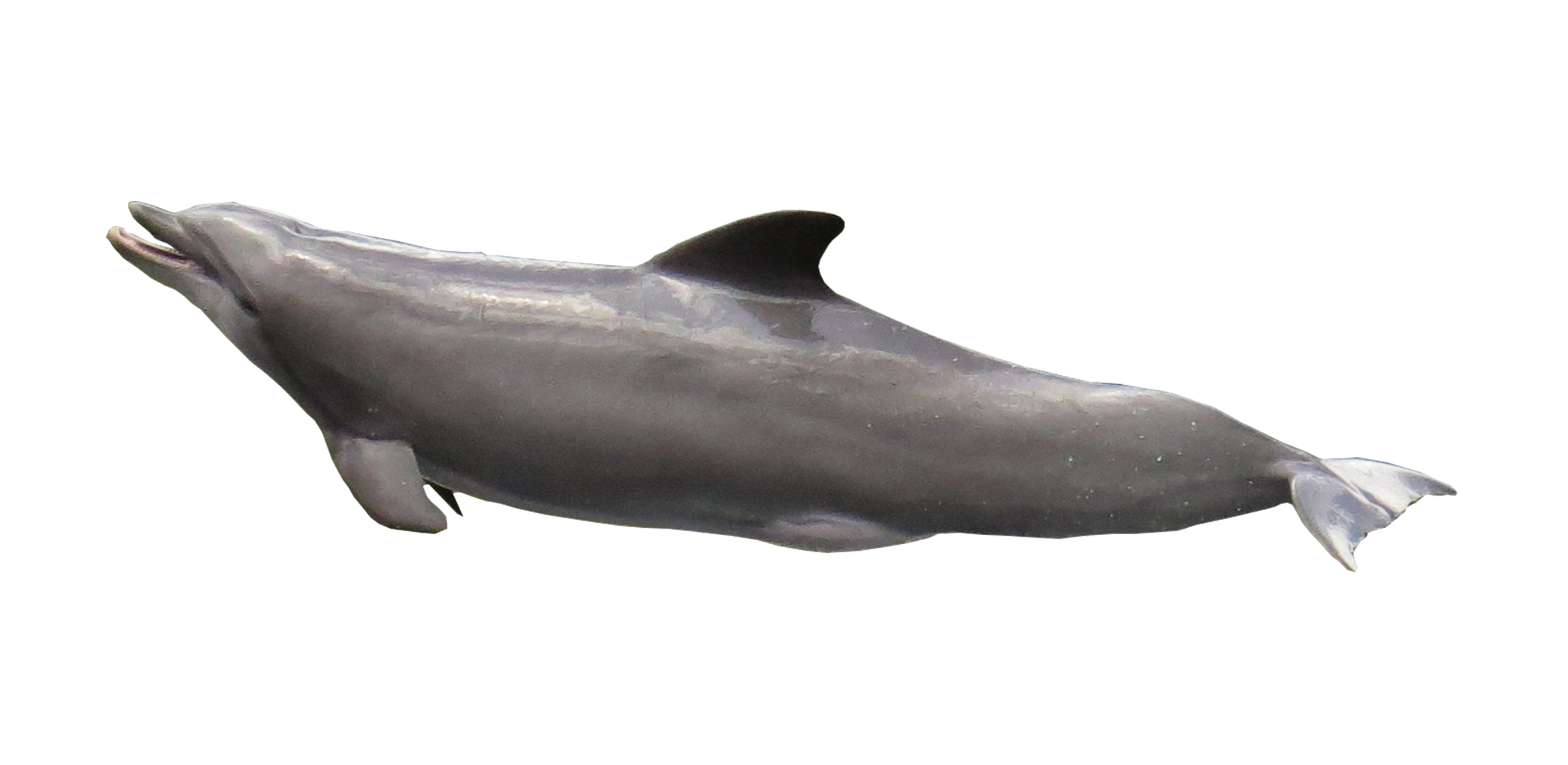 Dolphin in the sea photo