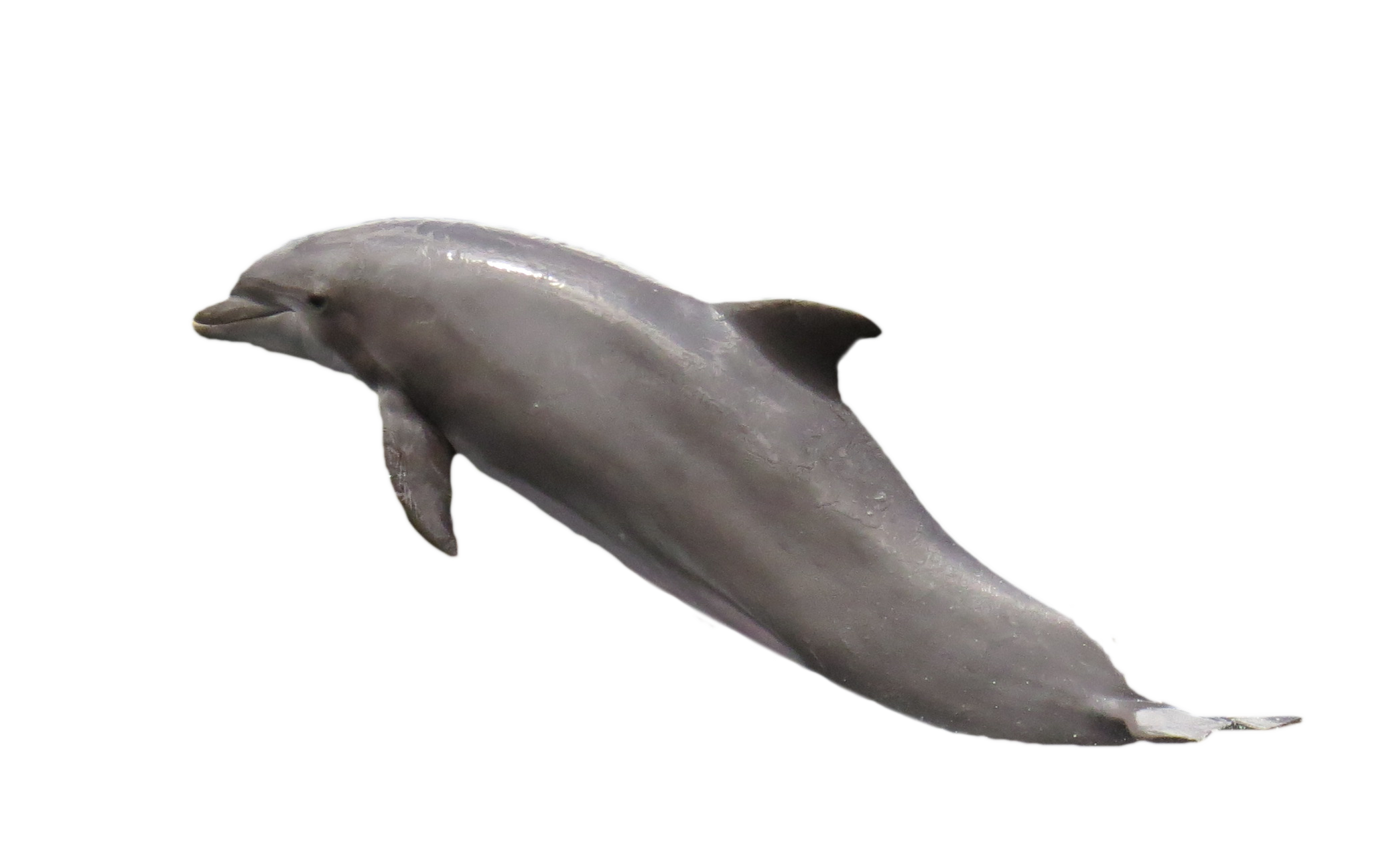 Dolphin in the sea photo