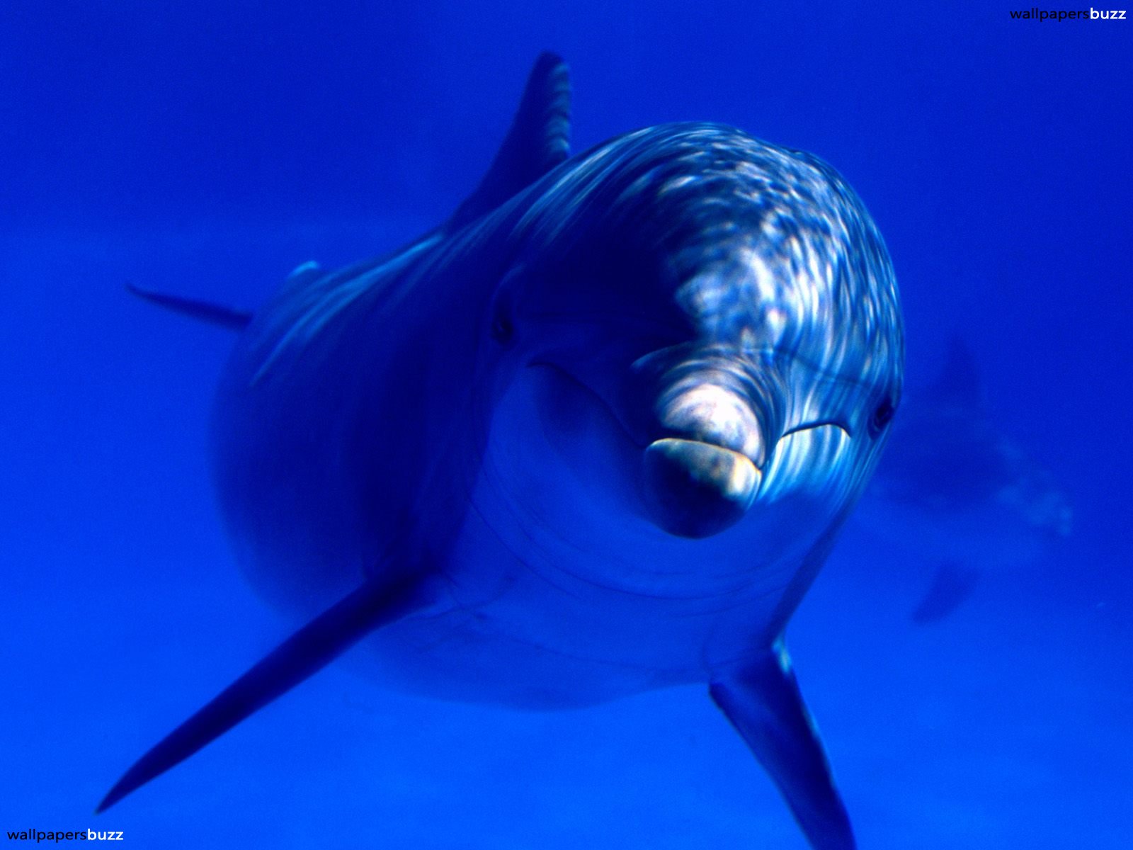 Dolphin in water HD Wallpaper