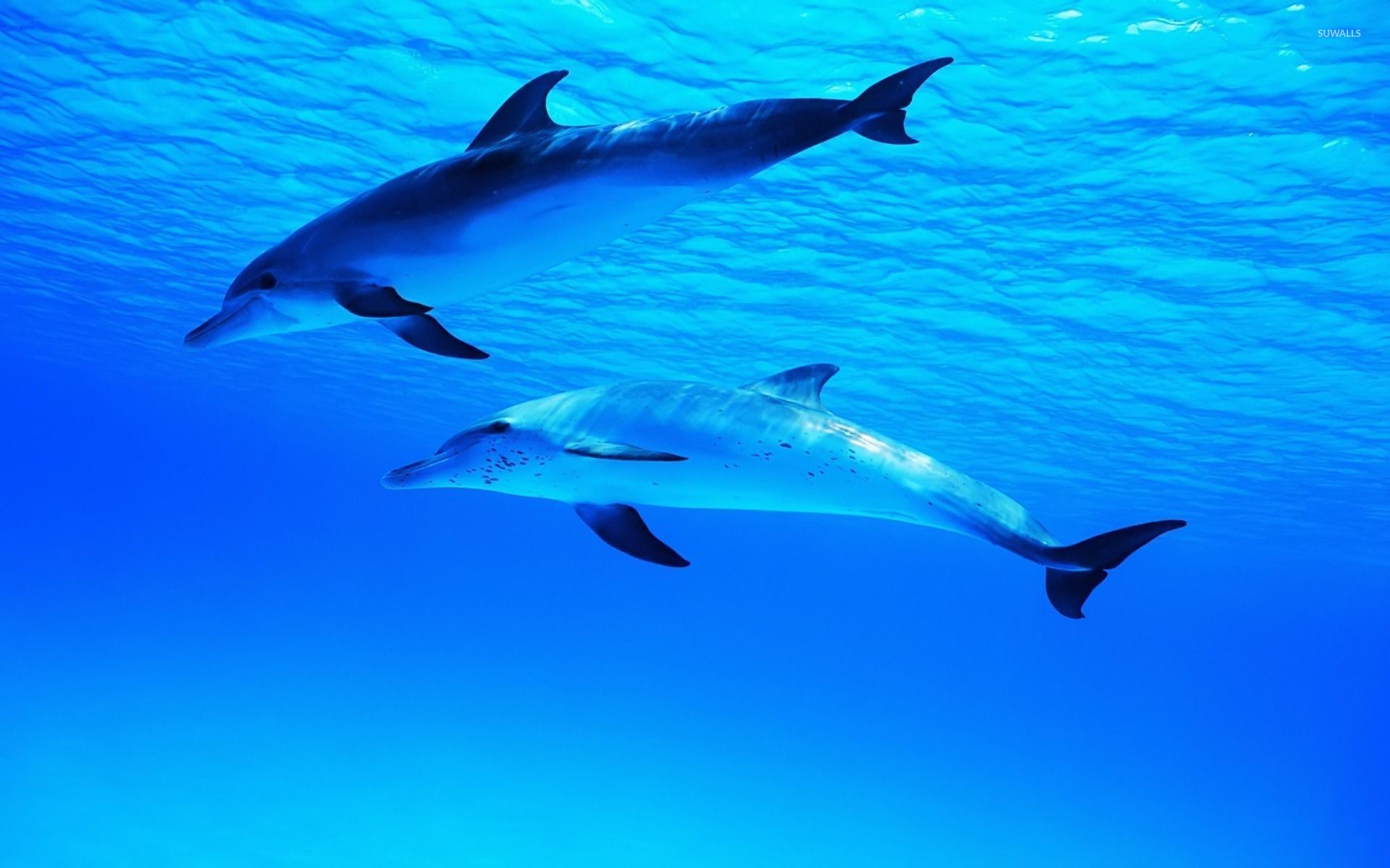Dolphins under water wallpaper - Animal wallpapers - #49218