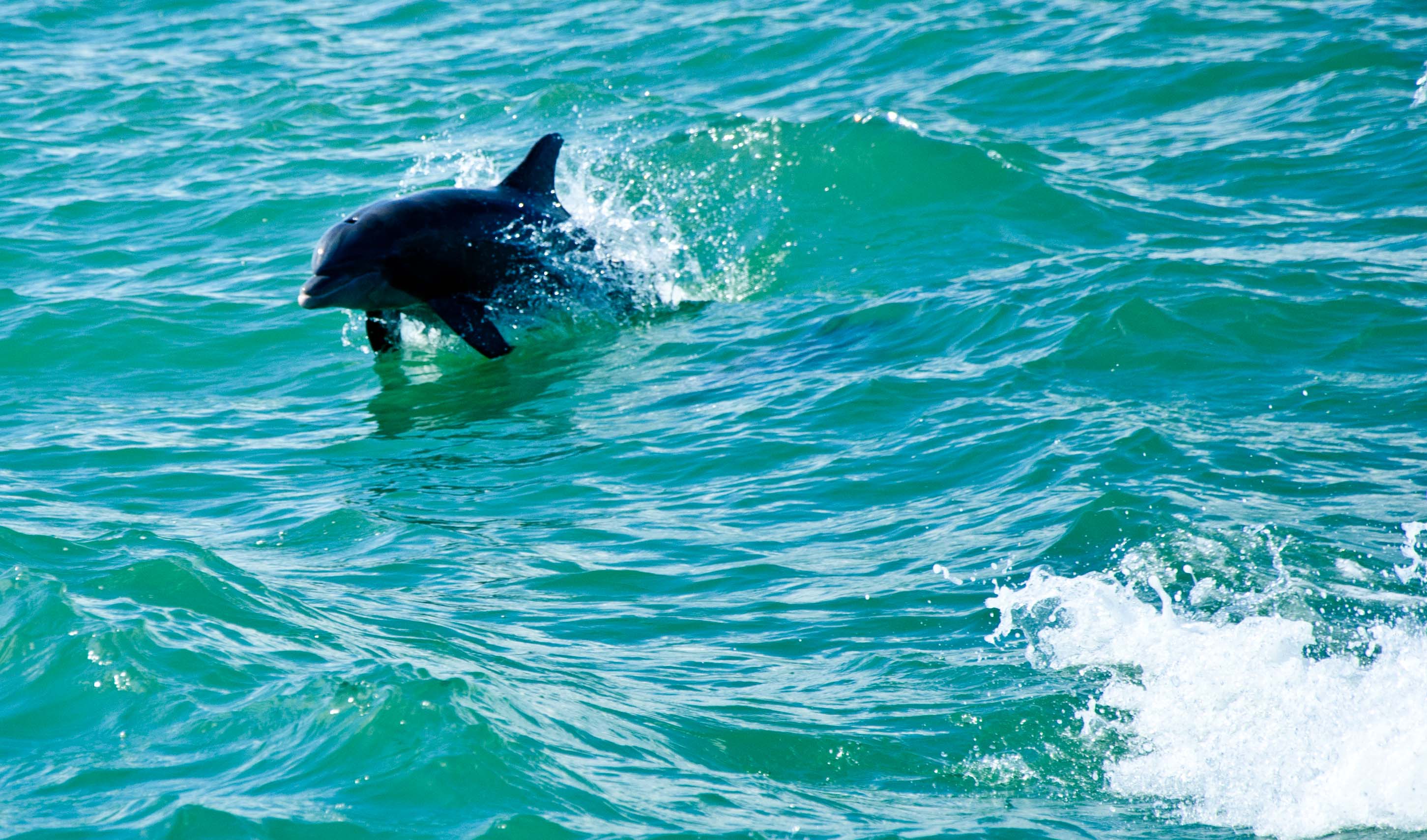 File:Dolphin in water, Boca Raton.jpg - Wikimedia Commons