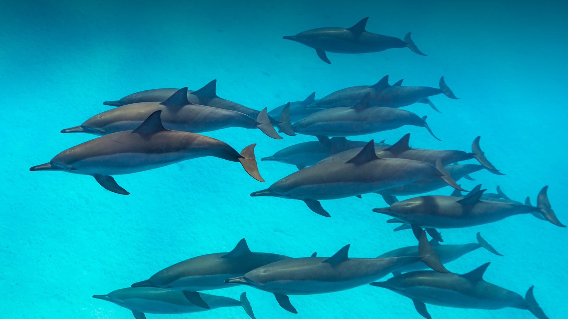 Group of dolphins photo