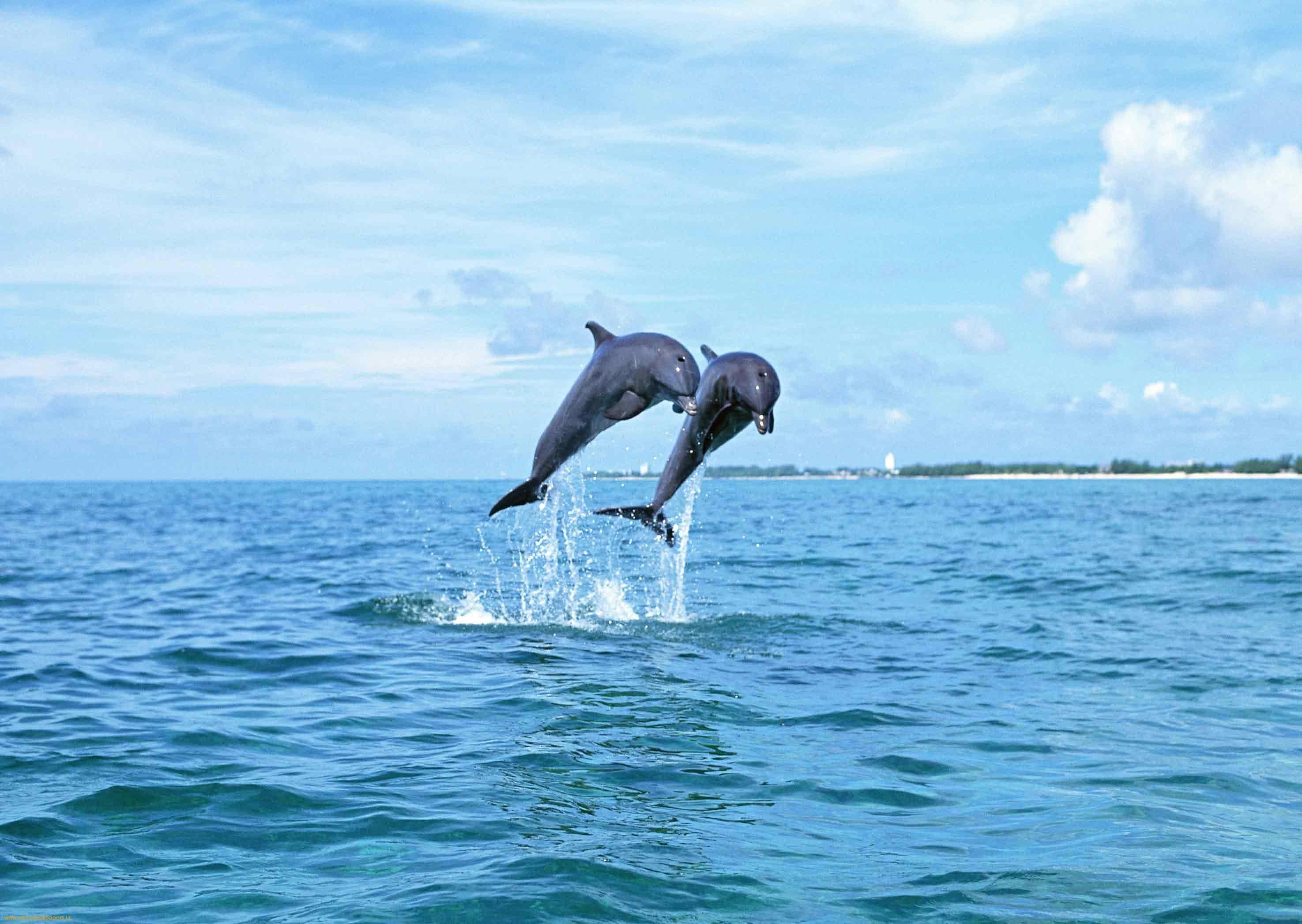 Dolphins Jumping (in 60 FPS Slow Motion) - YouTube