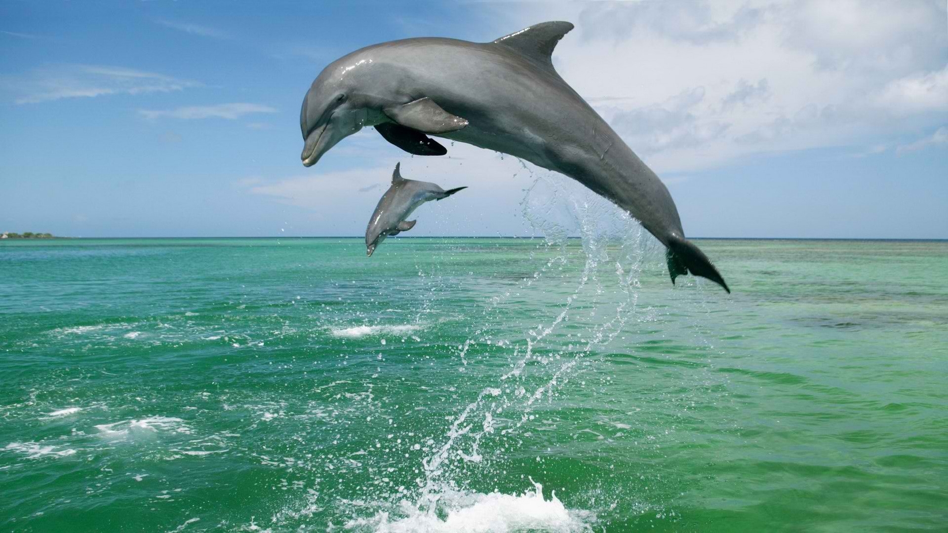Download Wallpaper 1920x1080 dolphin, jump, water, sky, sea Full HD ...
