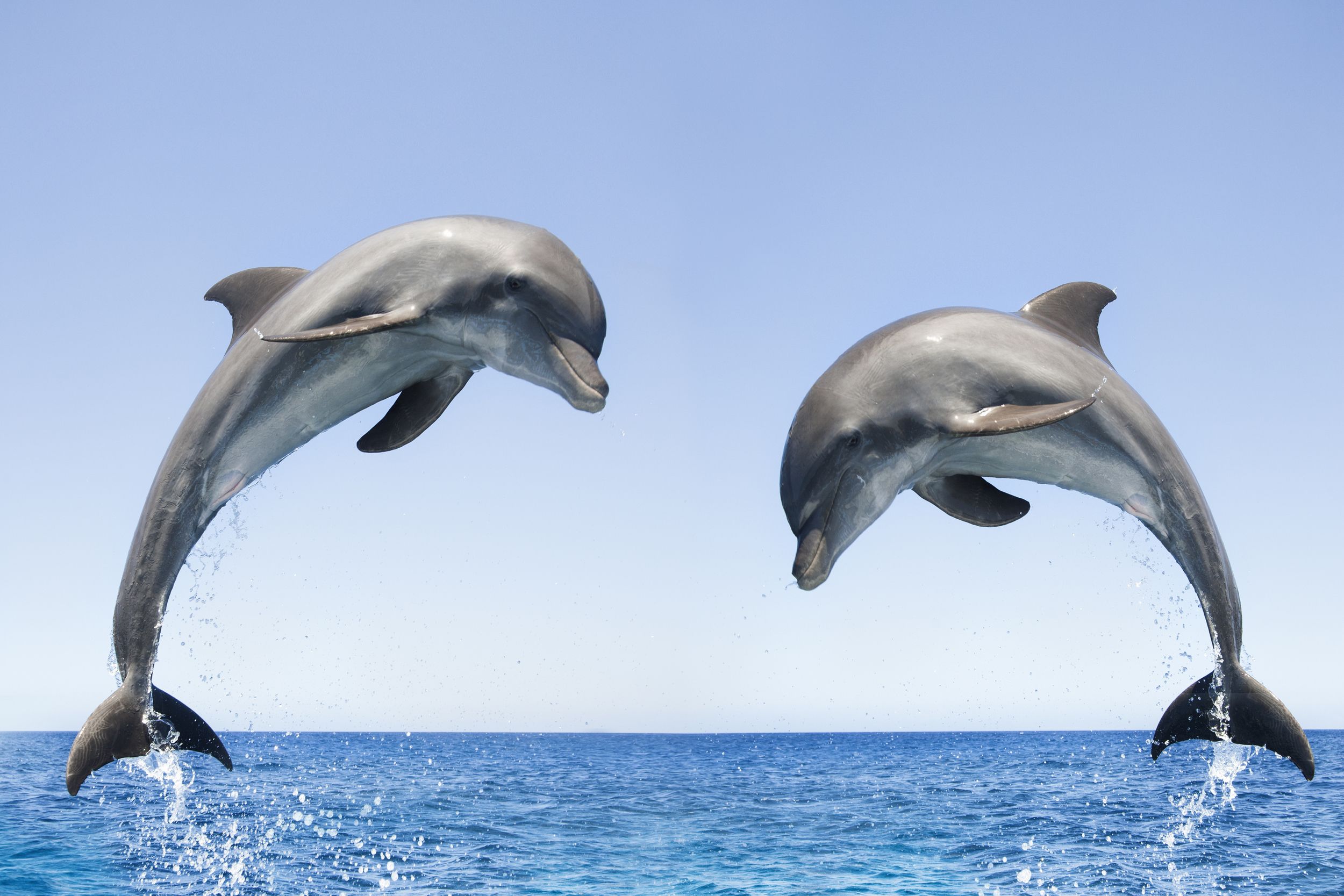 jumping dolphins | Bottlenose Dolphin Jumping Related Keywords ...