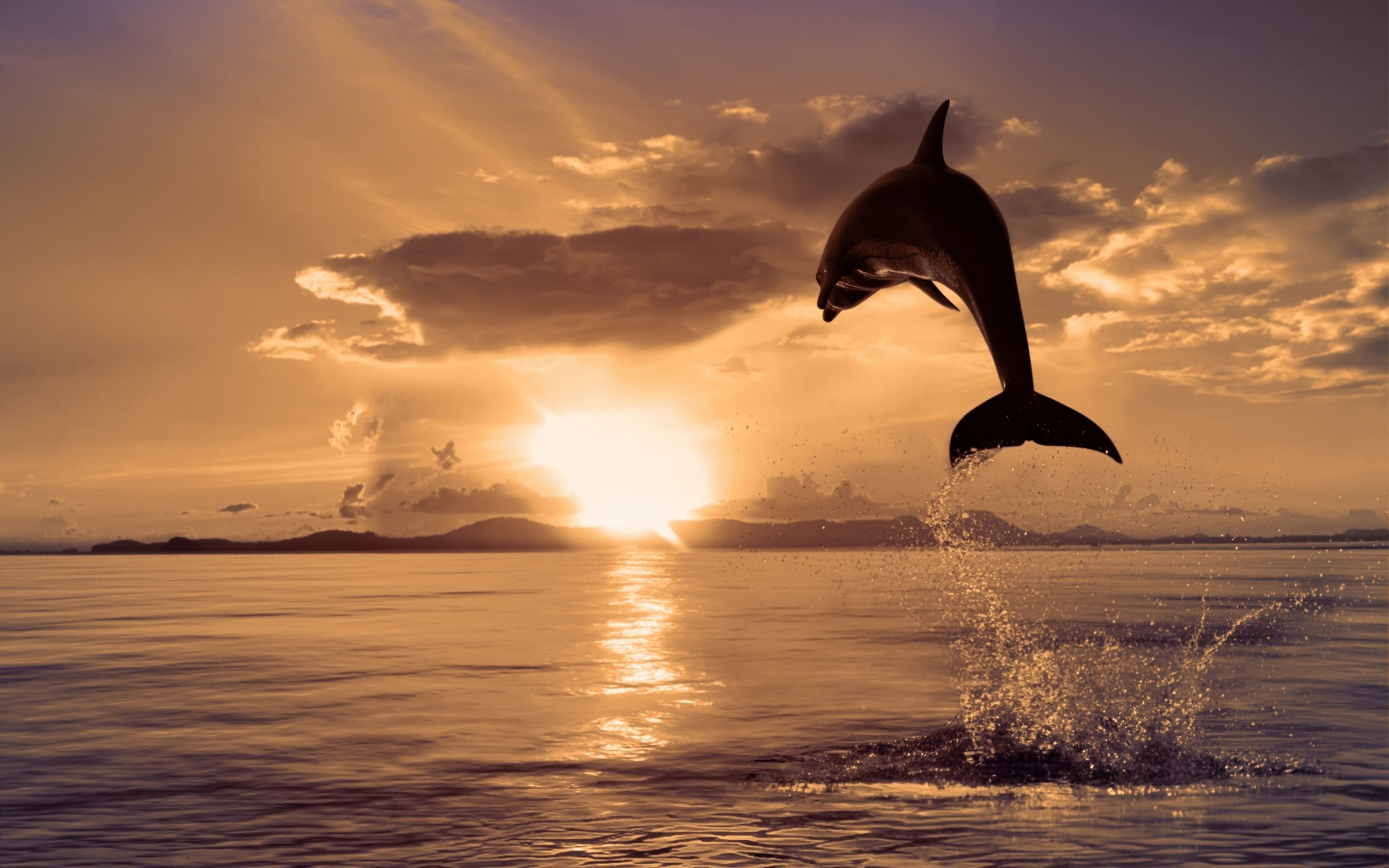 Dolphin in jump / 2560 x 1600 / Animals / Photography | MIRIADNA.COM