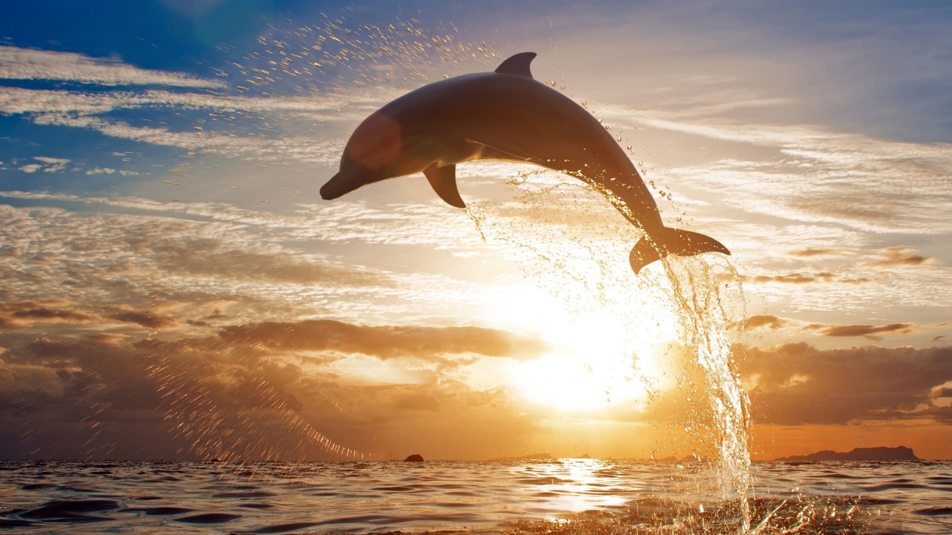 Download Wallpaper 1920x1080 dolphin, jump, sea, sunset Full HD ...