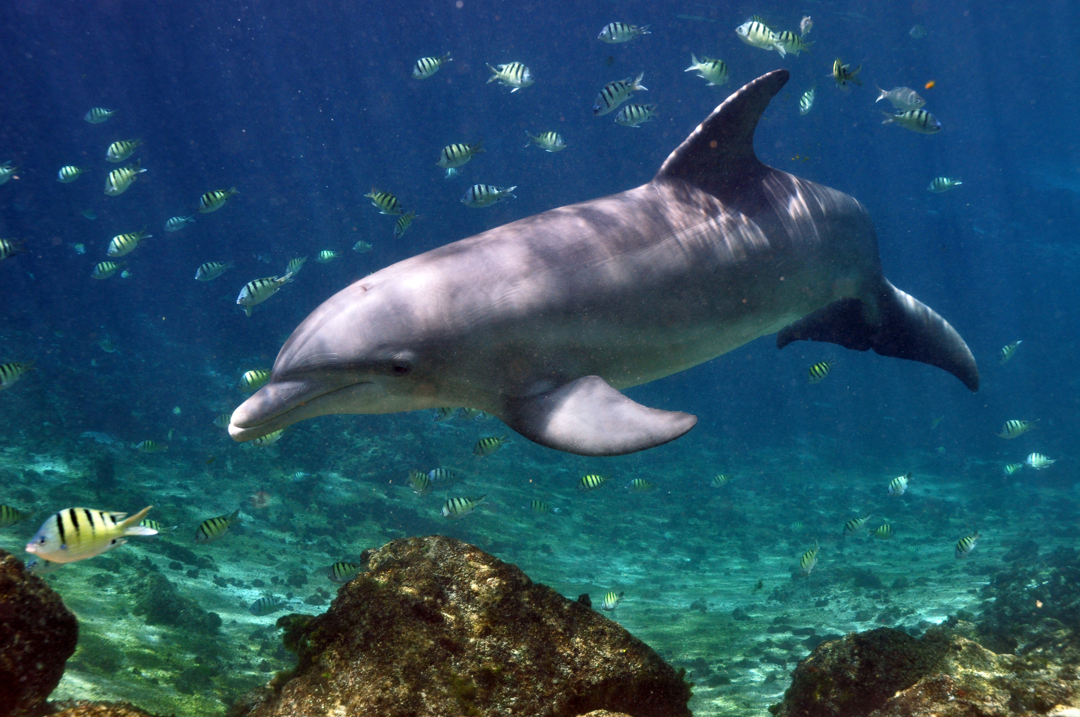 Free photo Dolphin Underwater Aquatic, Dolphin, Fish