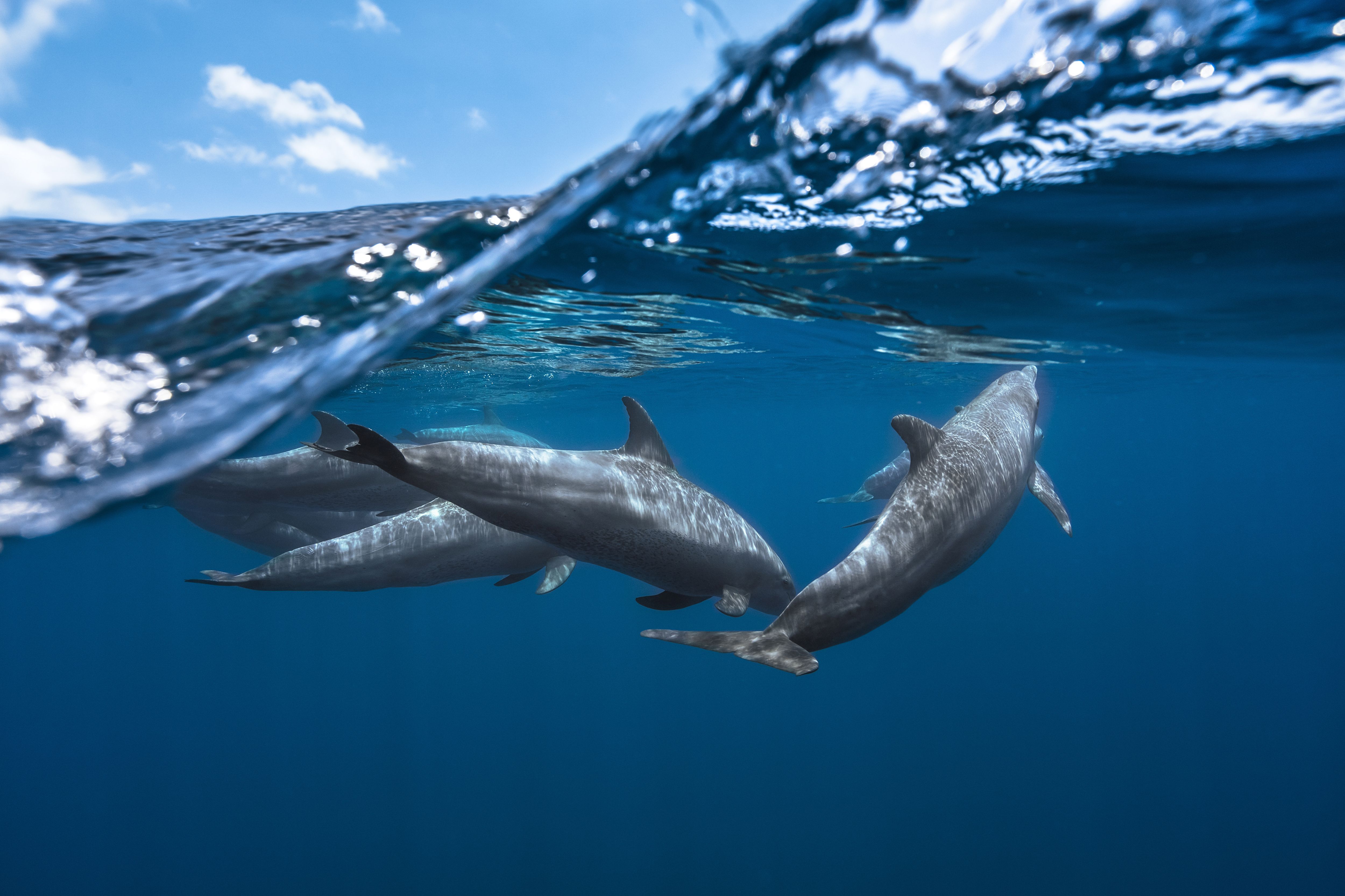 Дельфир. Дельфины в море. Водные животные. Подводный мир дельфины. Дельфин в море.