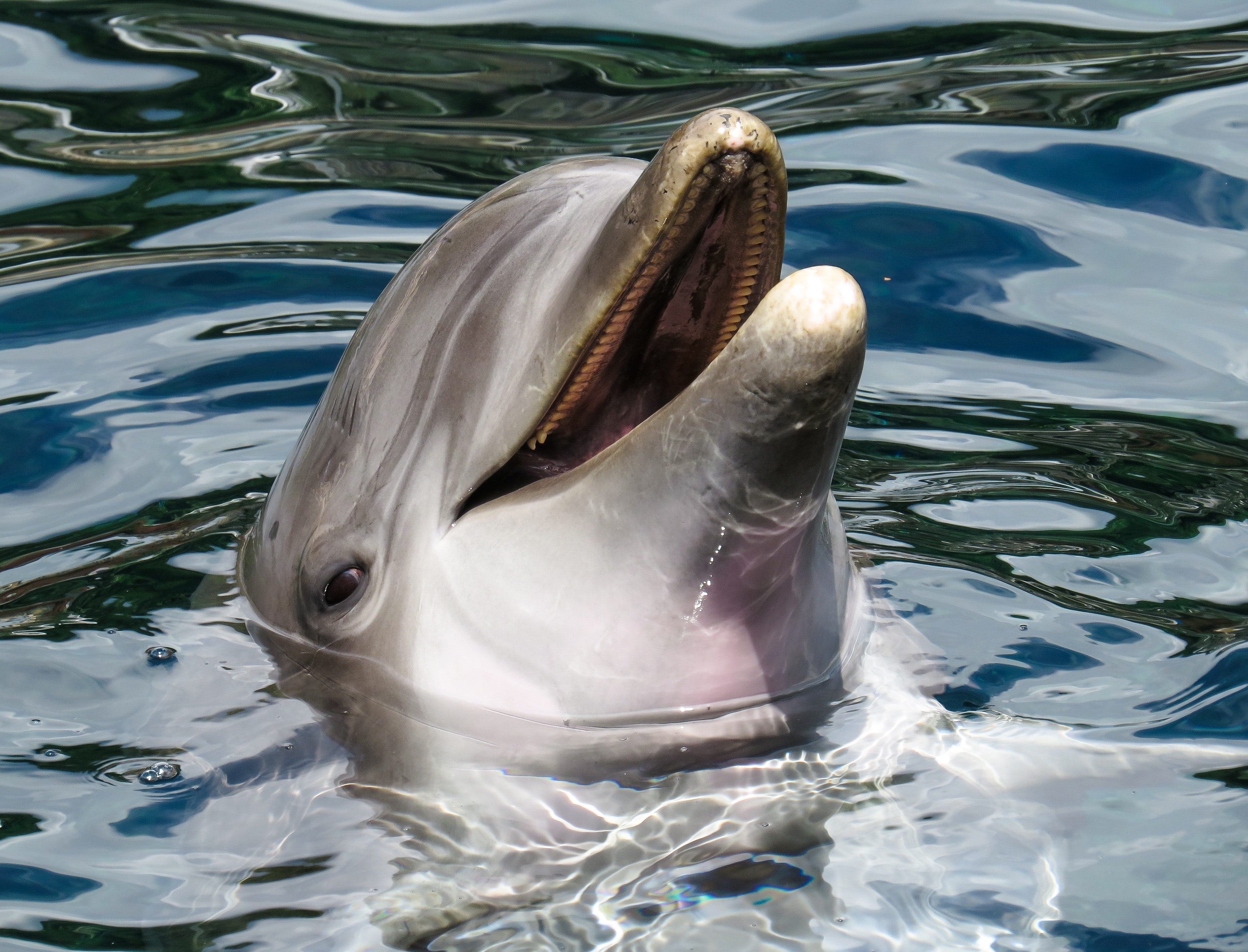 Dolphin's Head in the Surface, Animal, Dolphin, Fish, Ocean, HQ Photo
