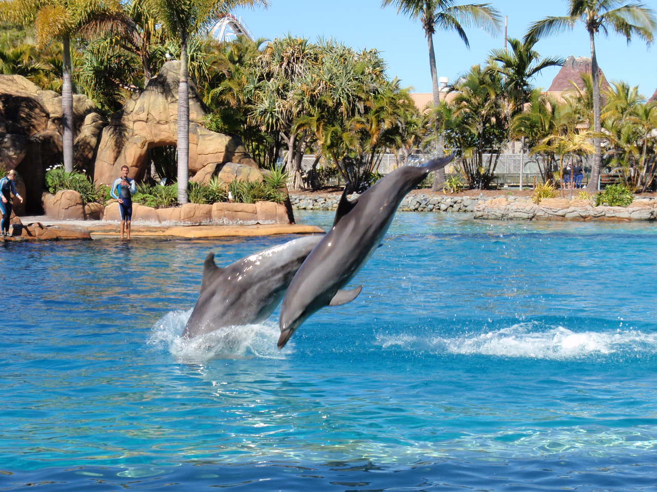 Dolphins photo