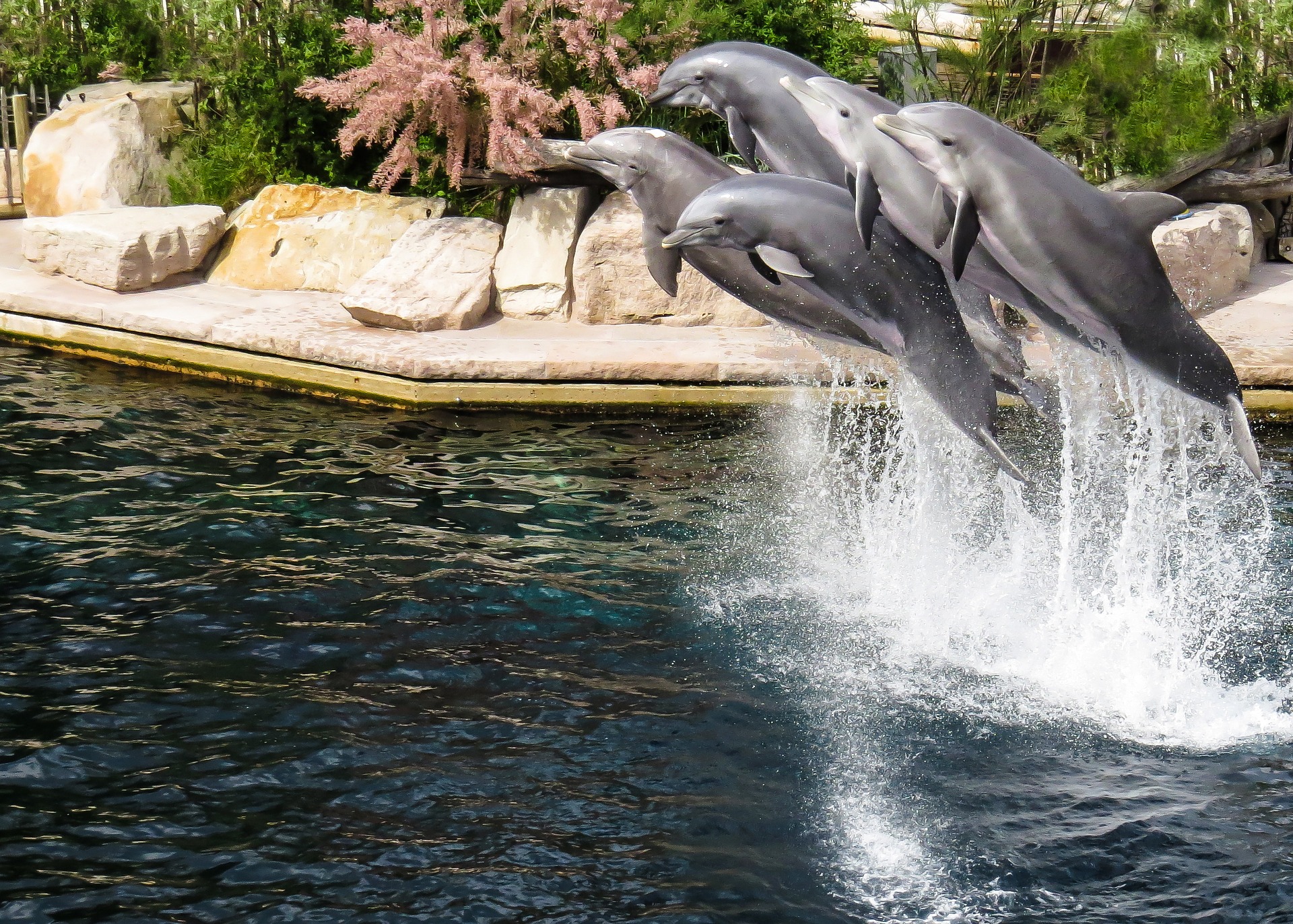 Dolphins in the park photo