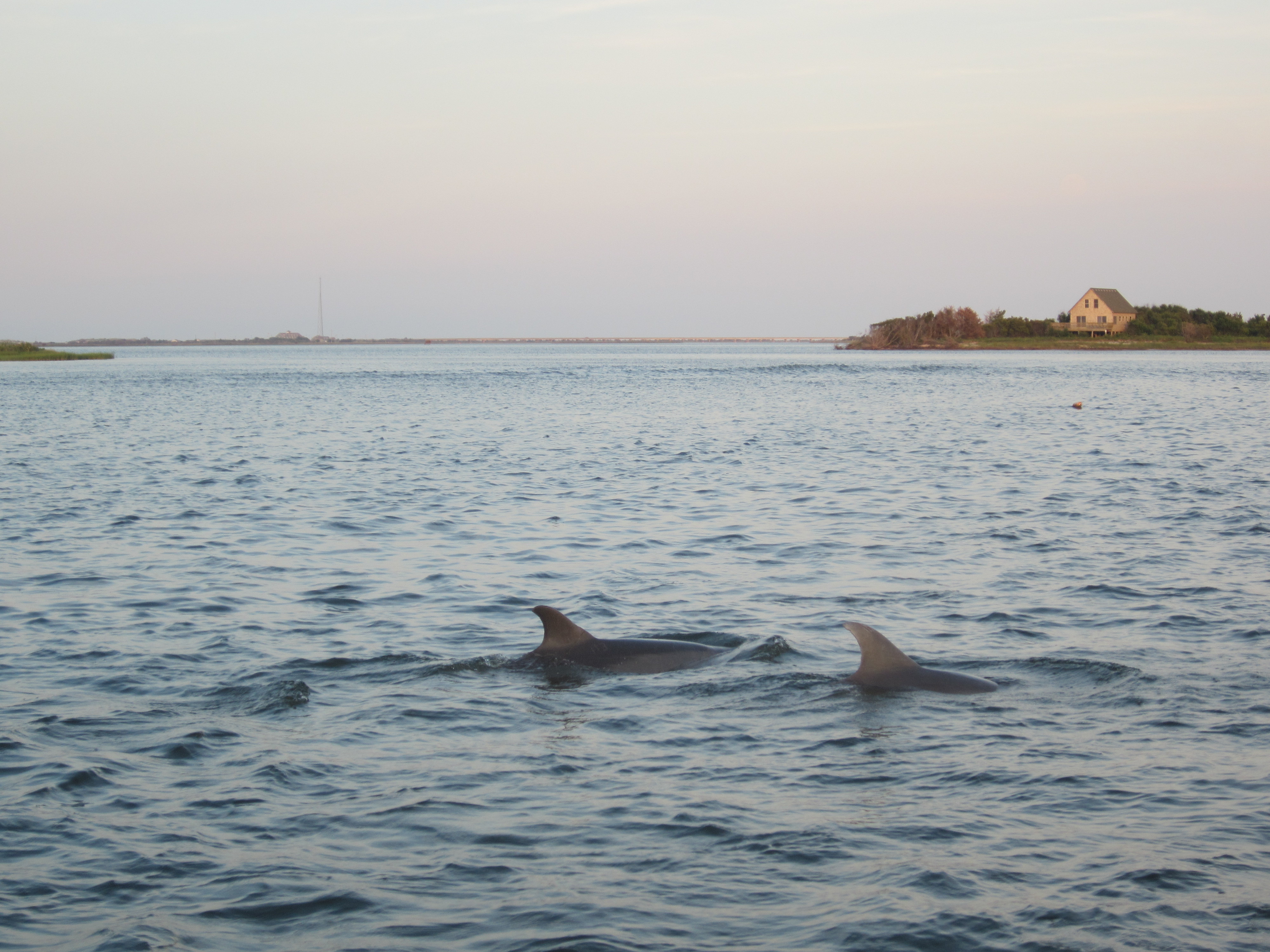 Dolphins photo